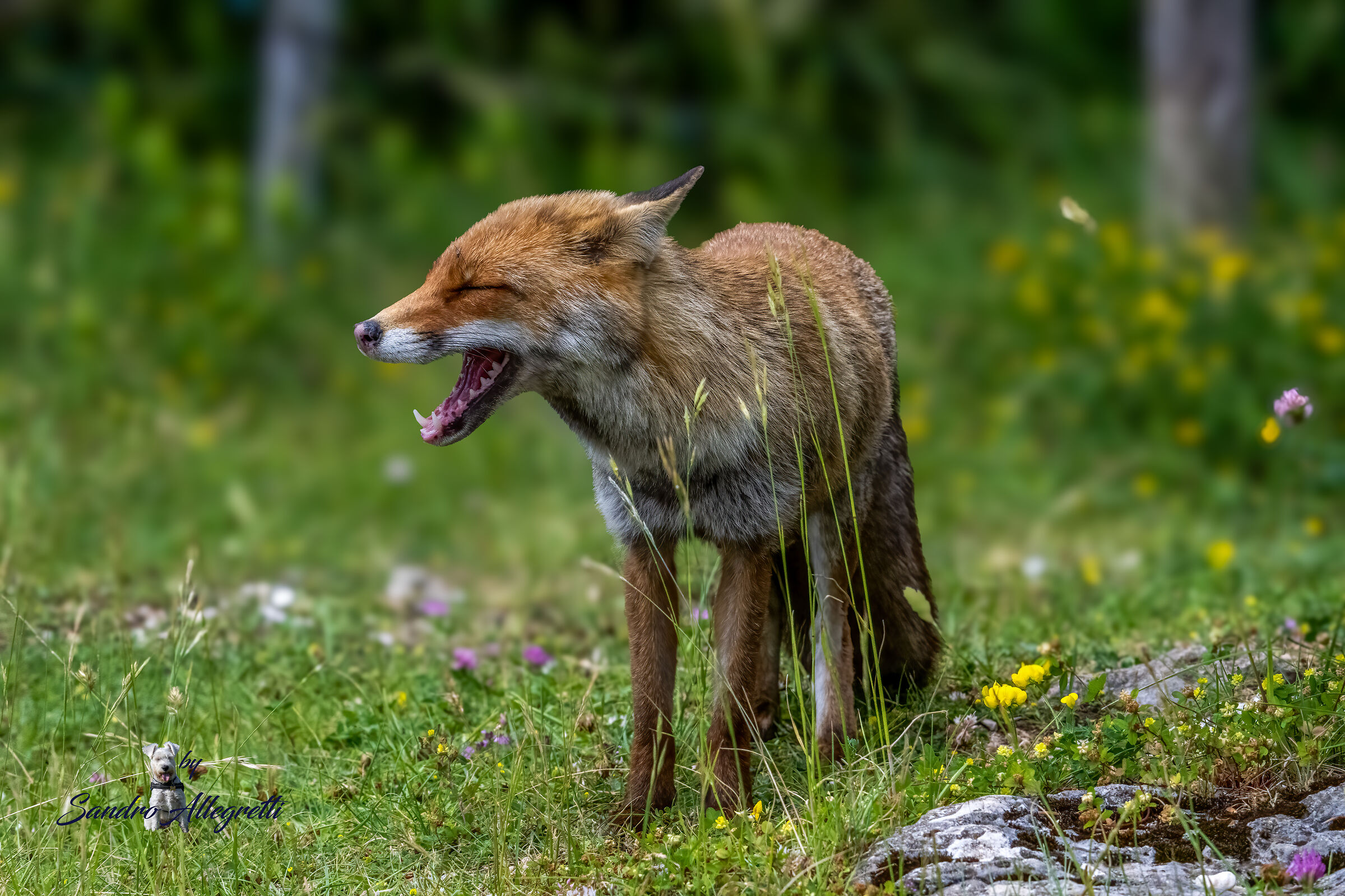 La volpe rossa, o semplicemente volpe (Vulpes vulpes)