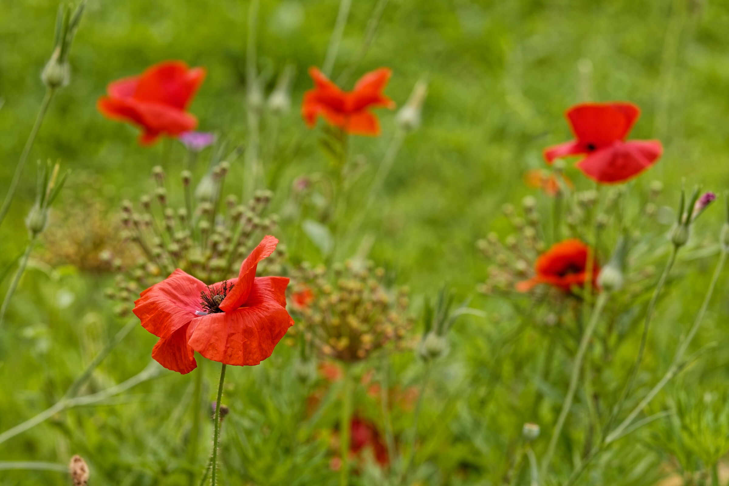 Poppies