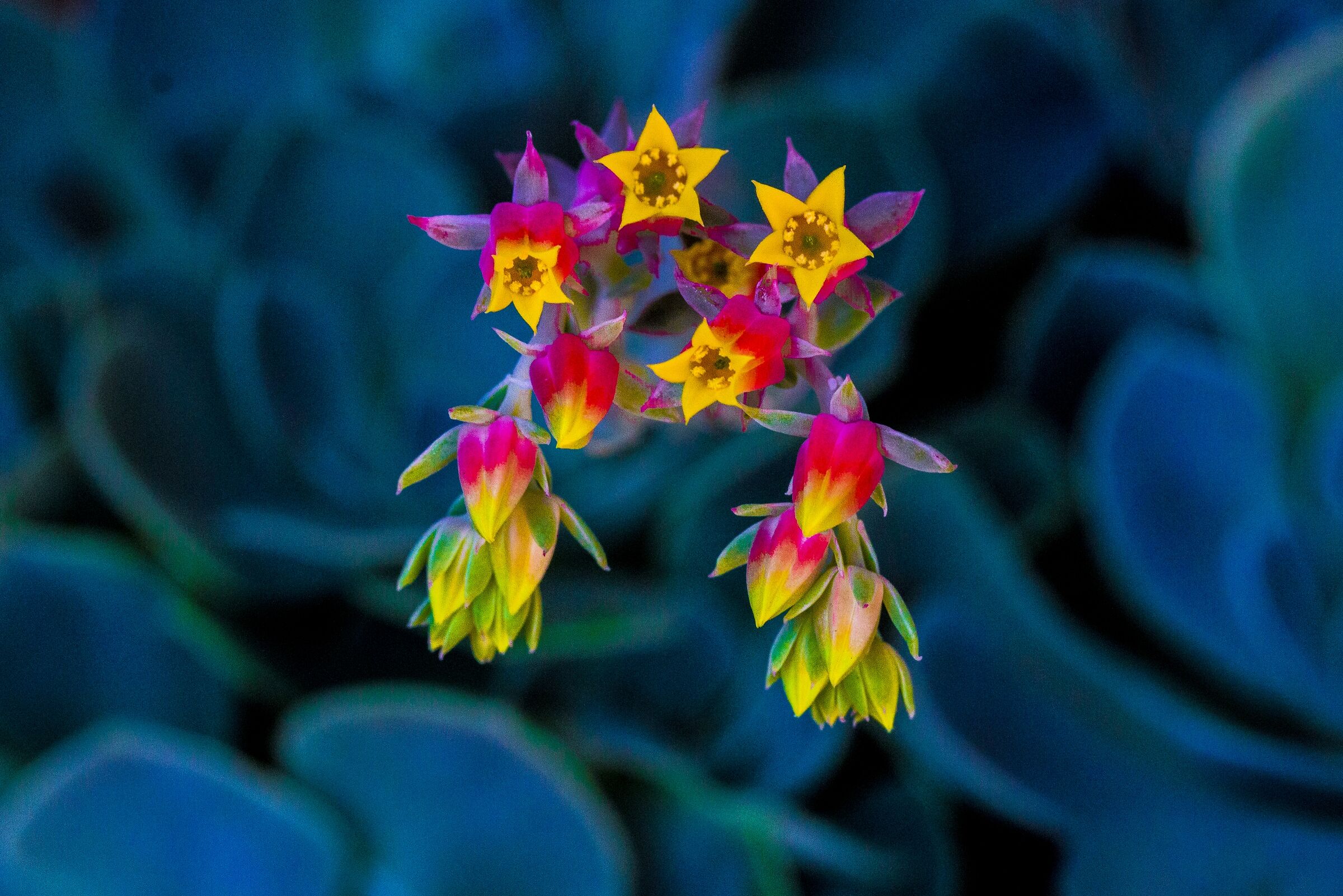 Echeveria