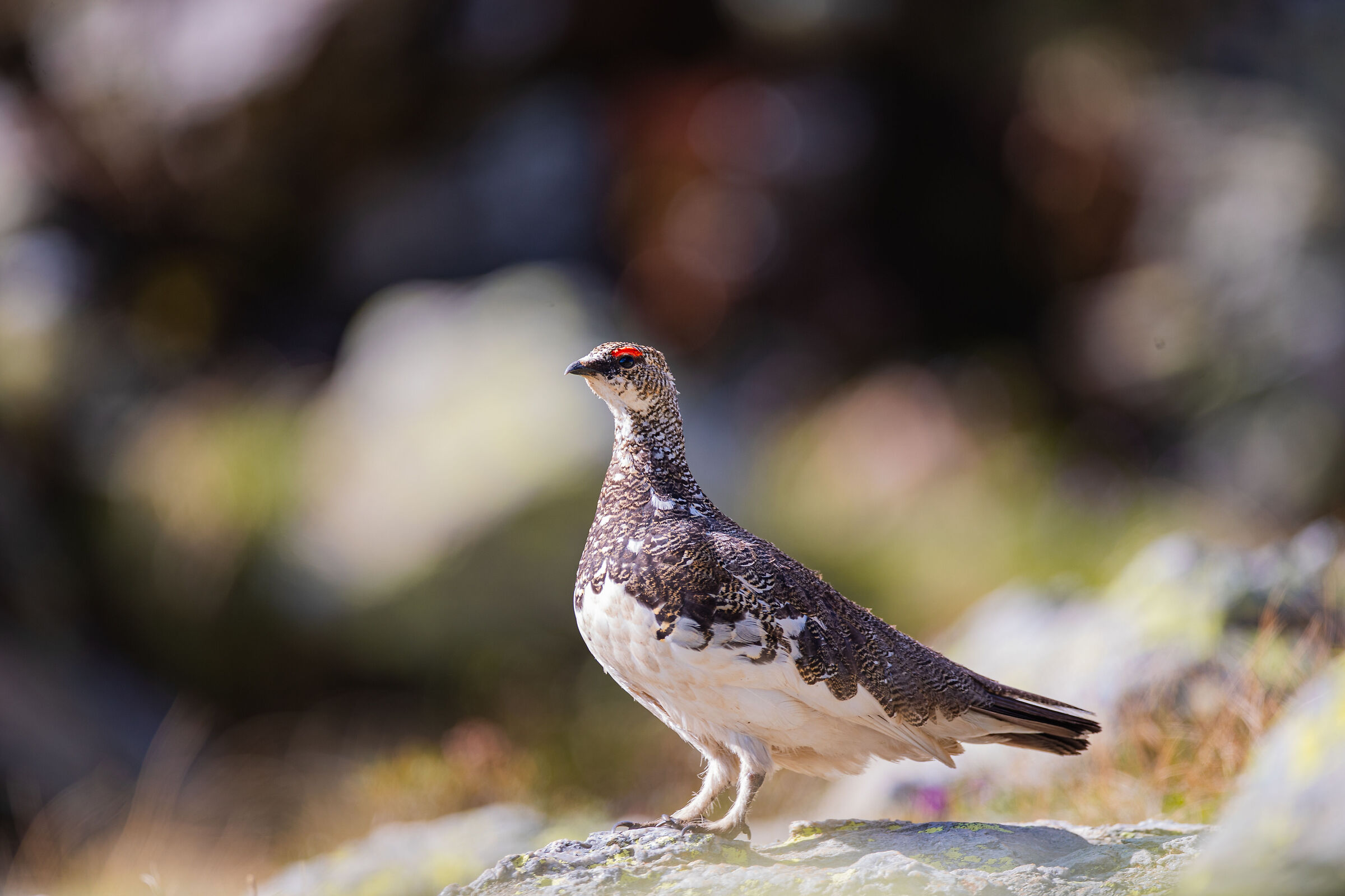 Ptarmigan