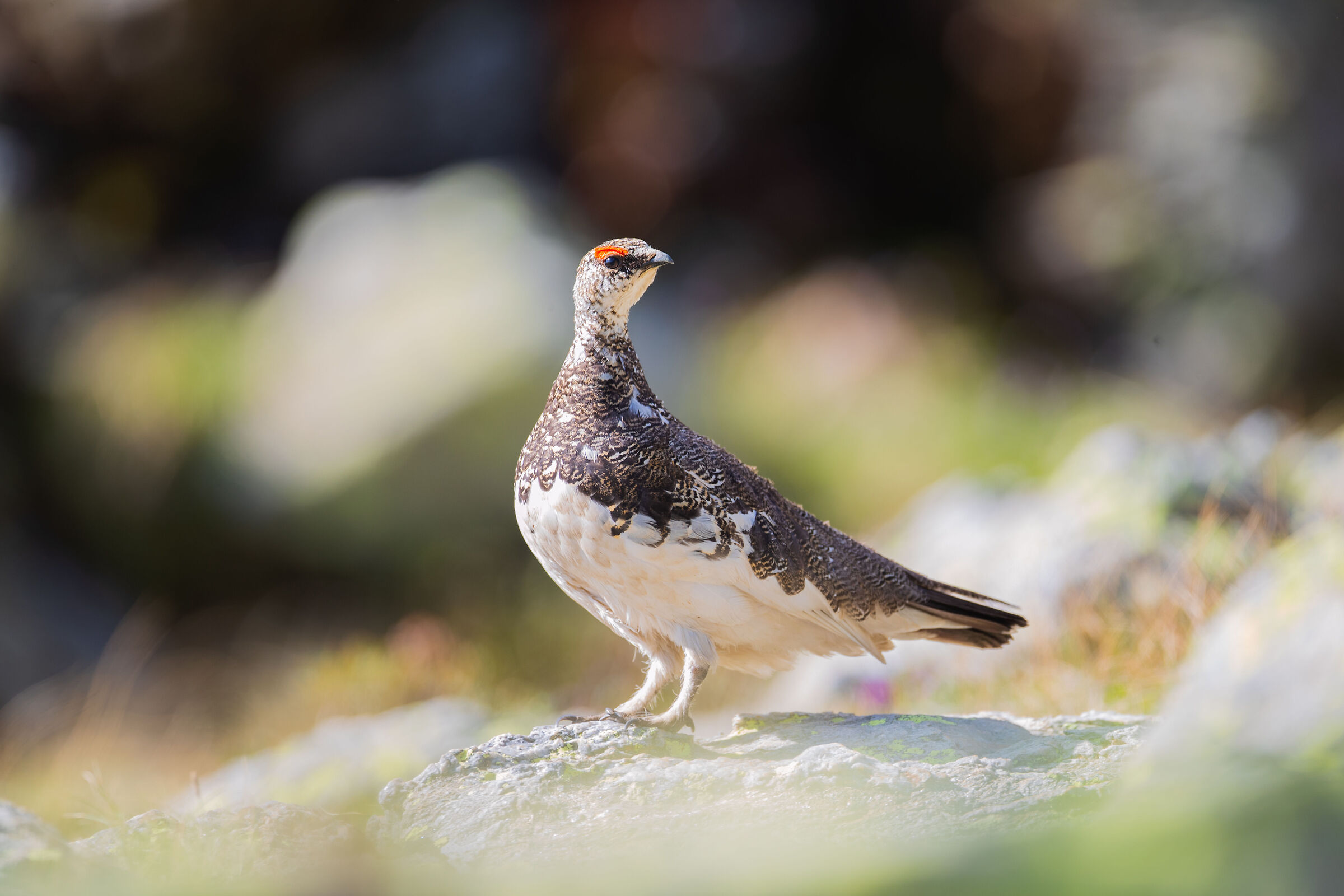 Ptarmigan