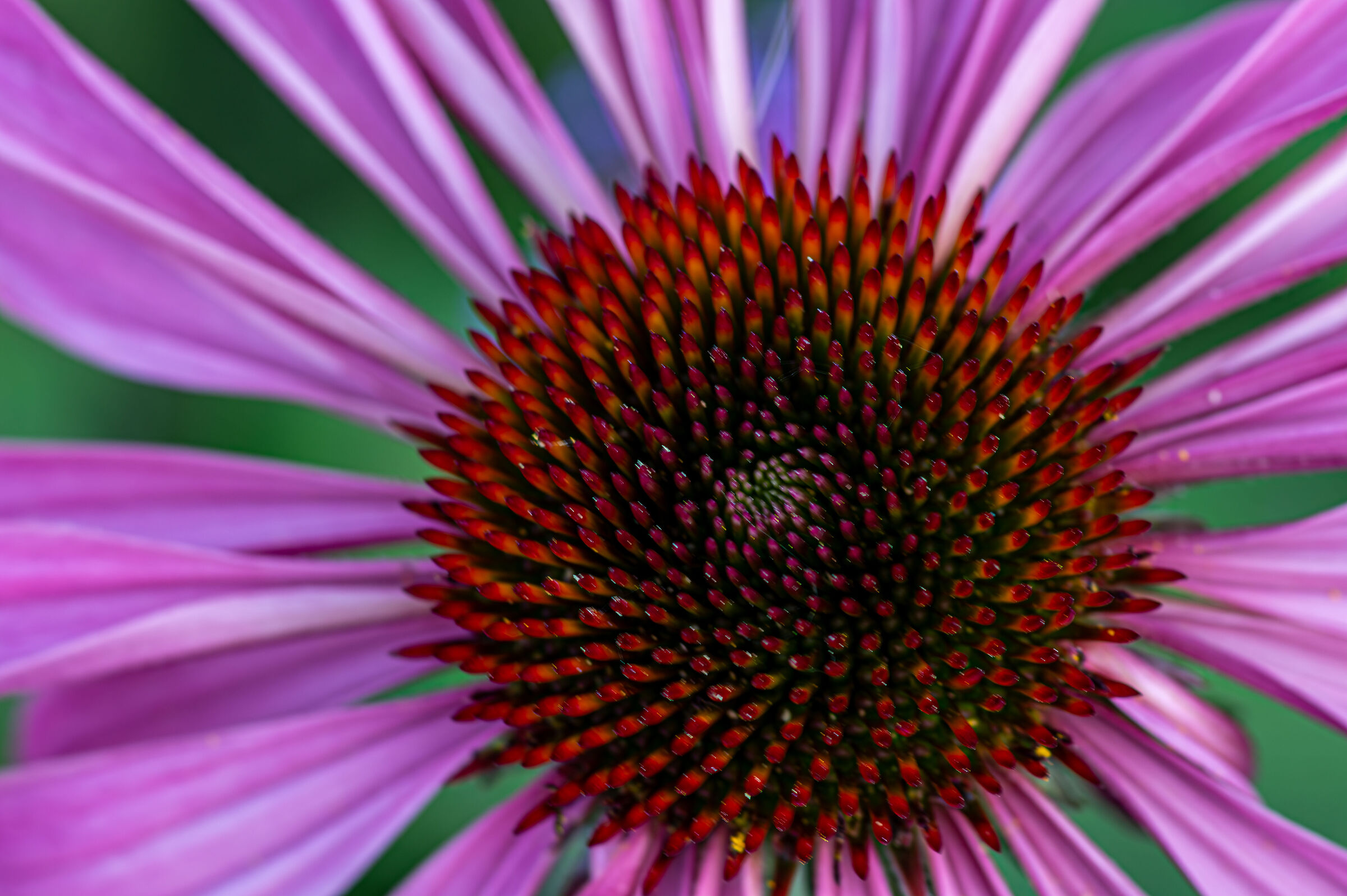 Echinacea