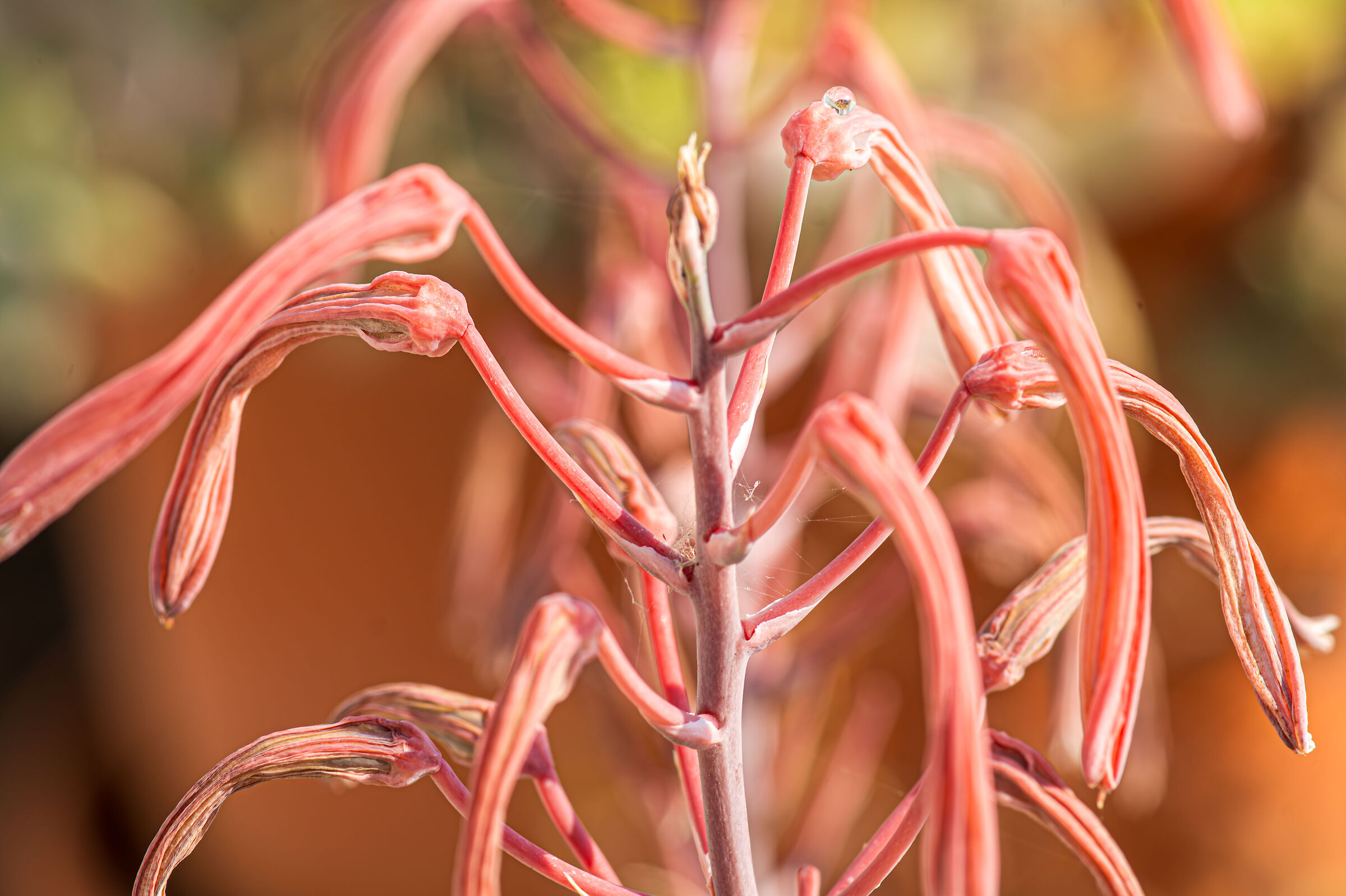 Aloe aristata