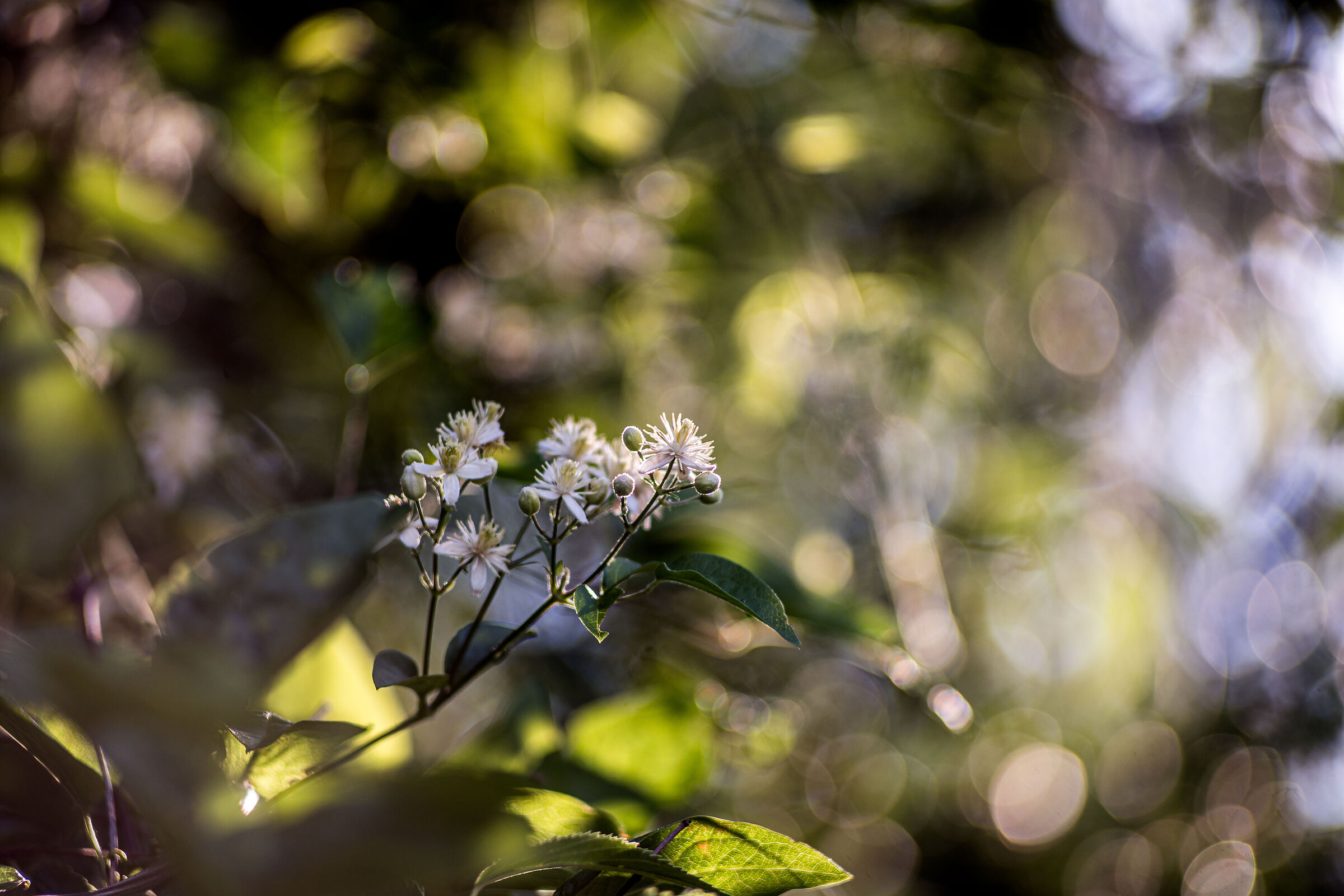 Flower & bokeh