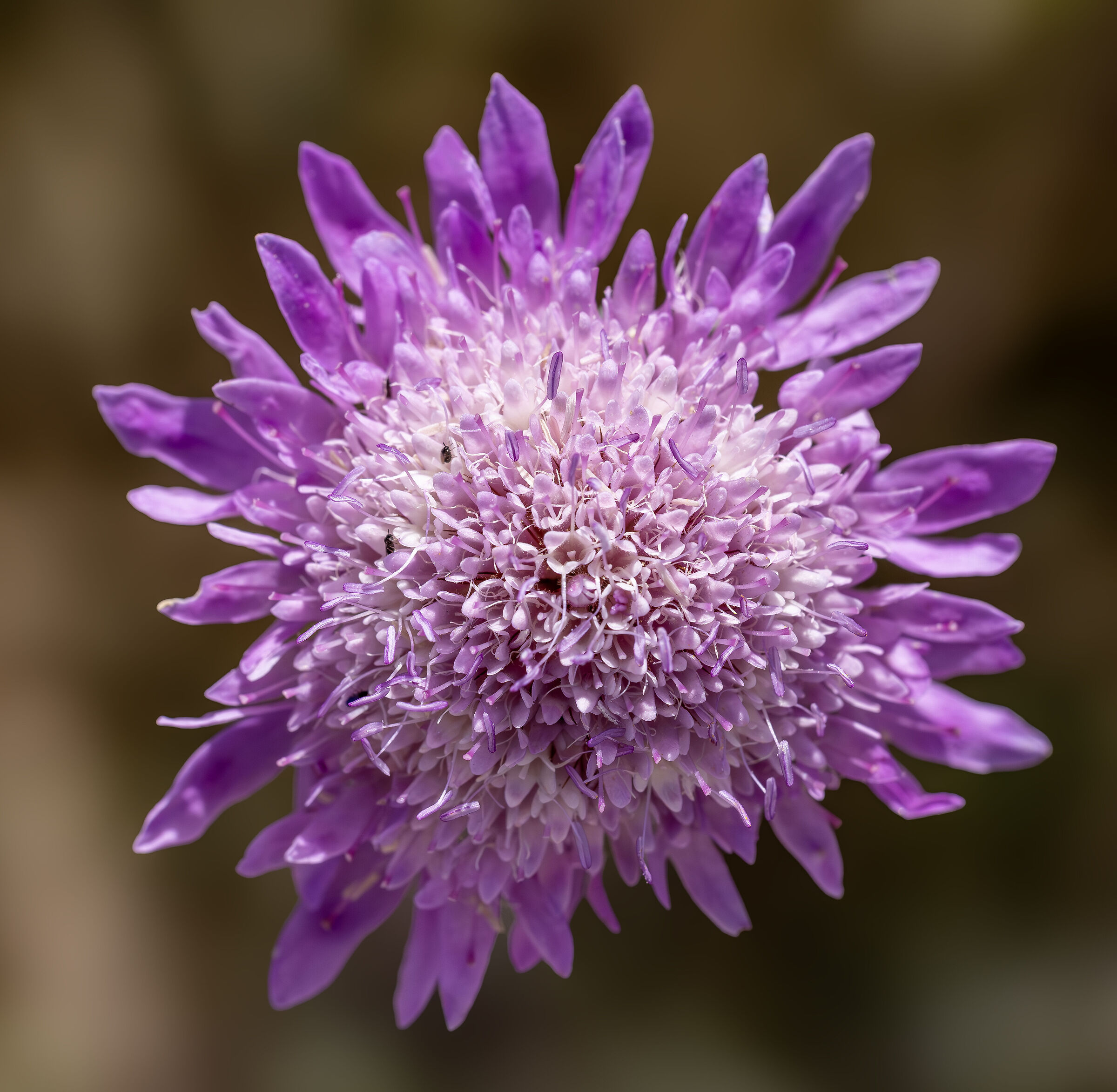 Knautia arvensis