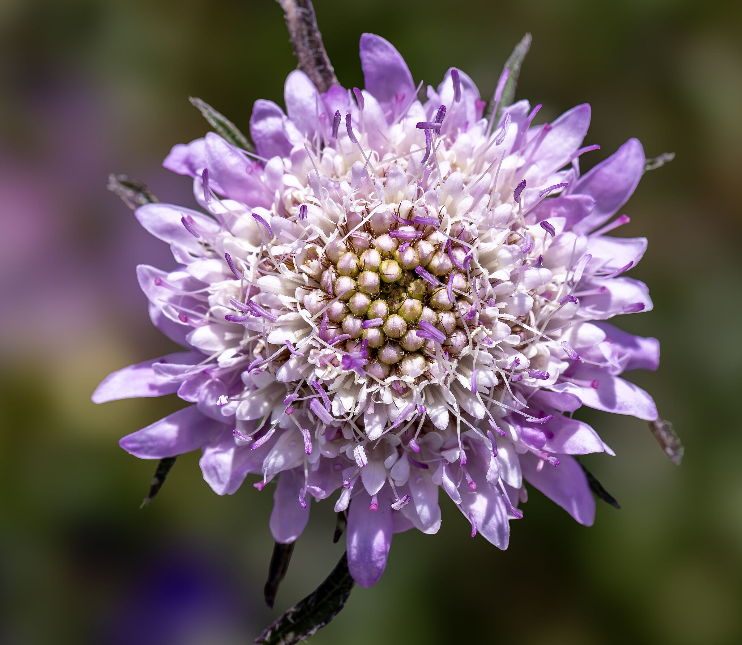 Scabiosa Columbaria