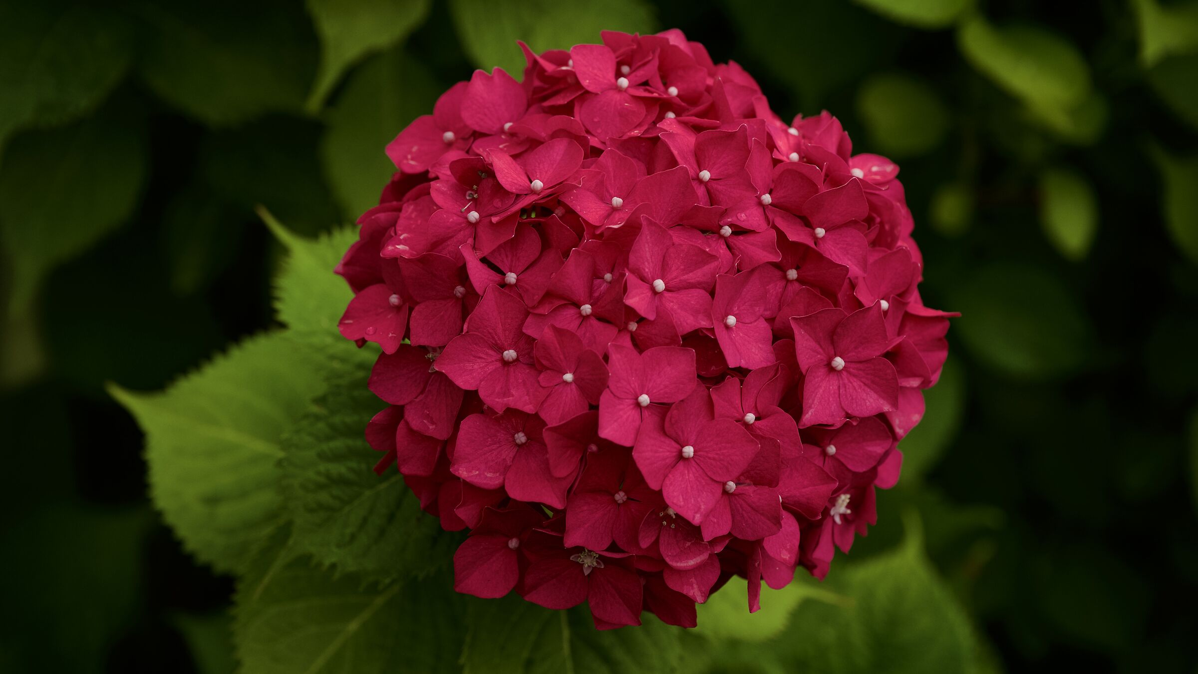 Hydrangea
