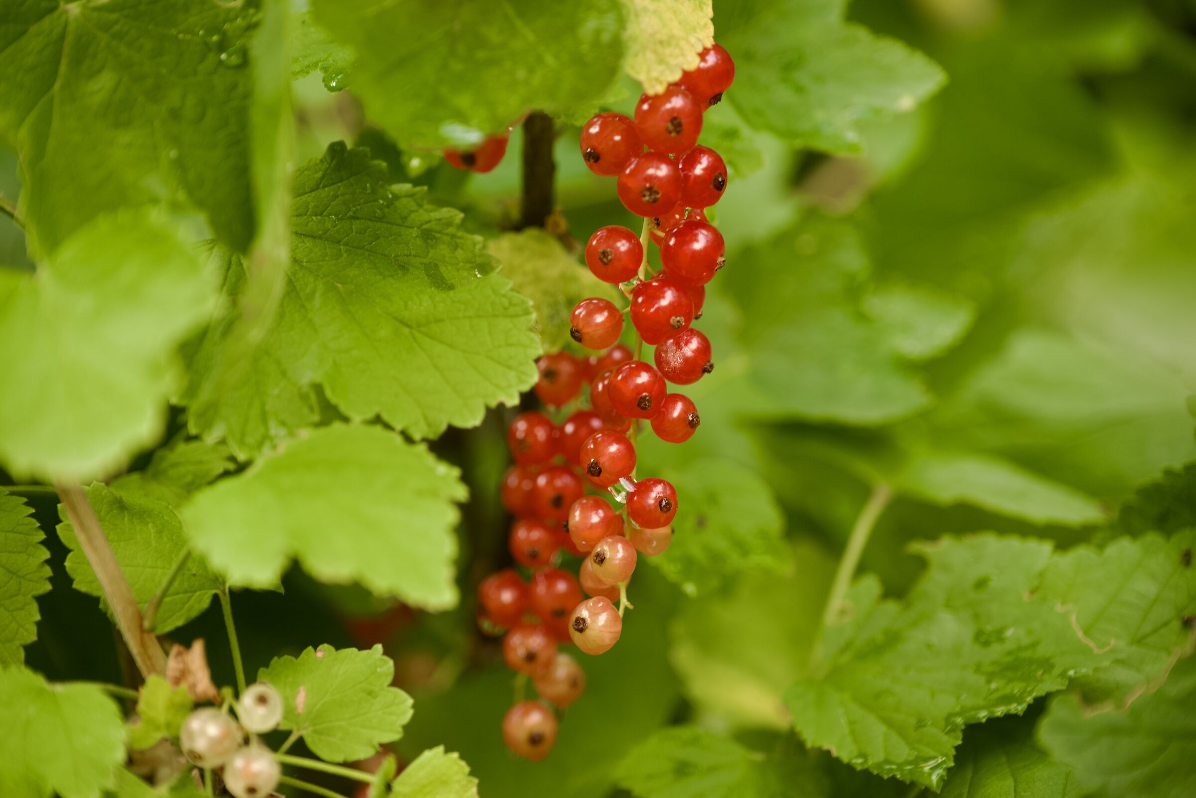 Rubrum currants