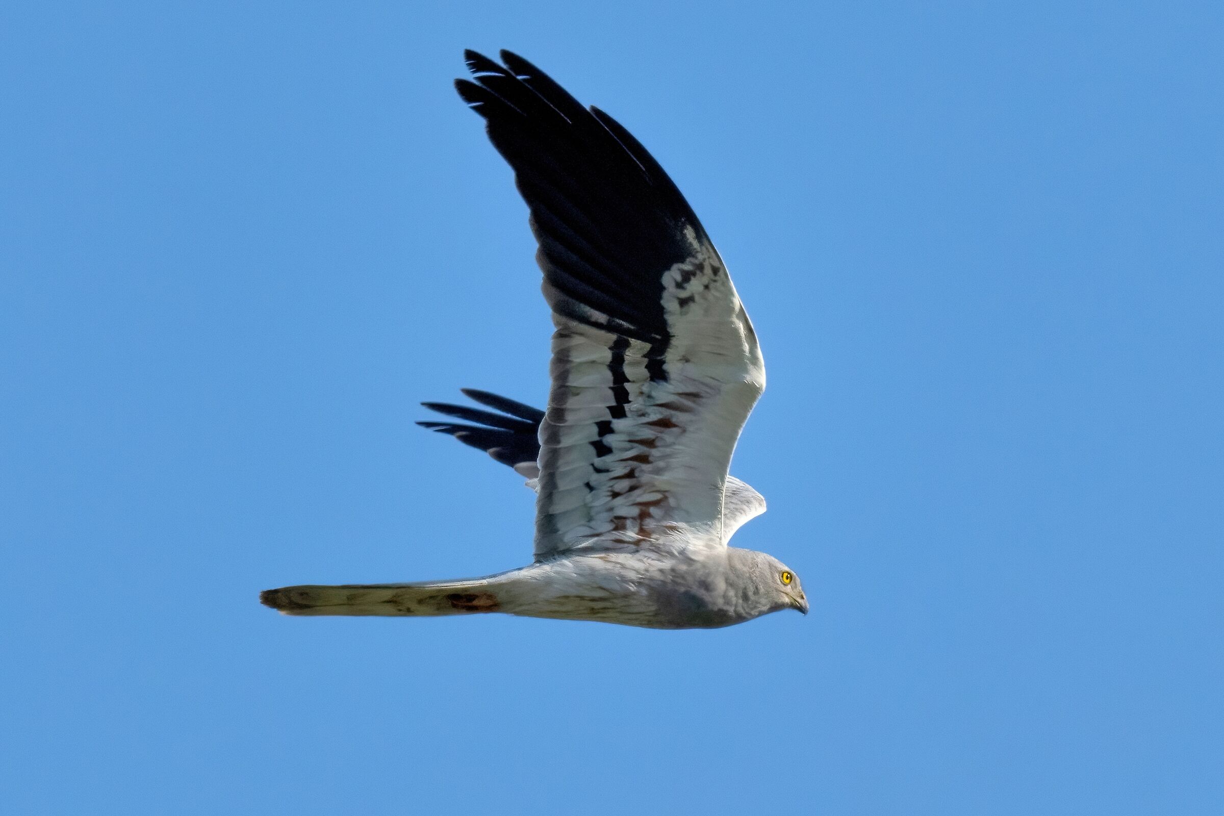 Montagu's Harrier (Circus pygargus) - male