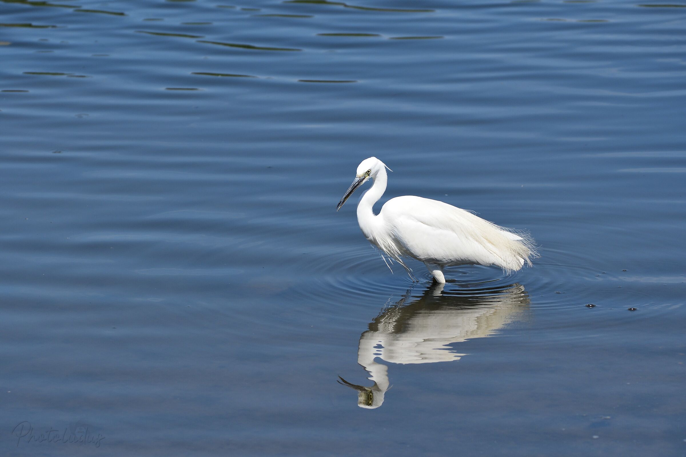 Egret
