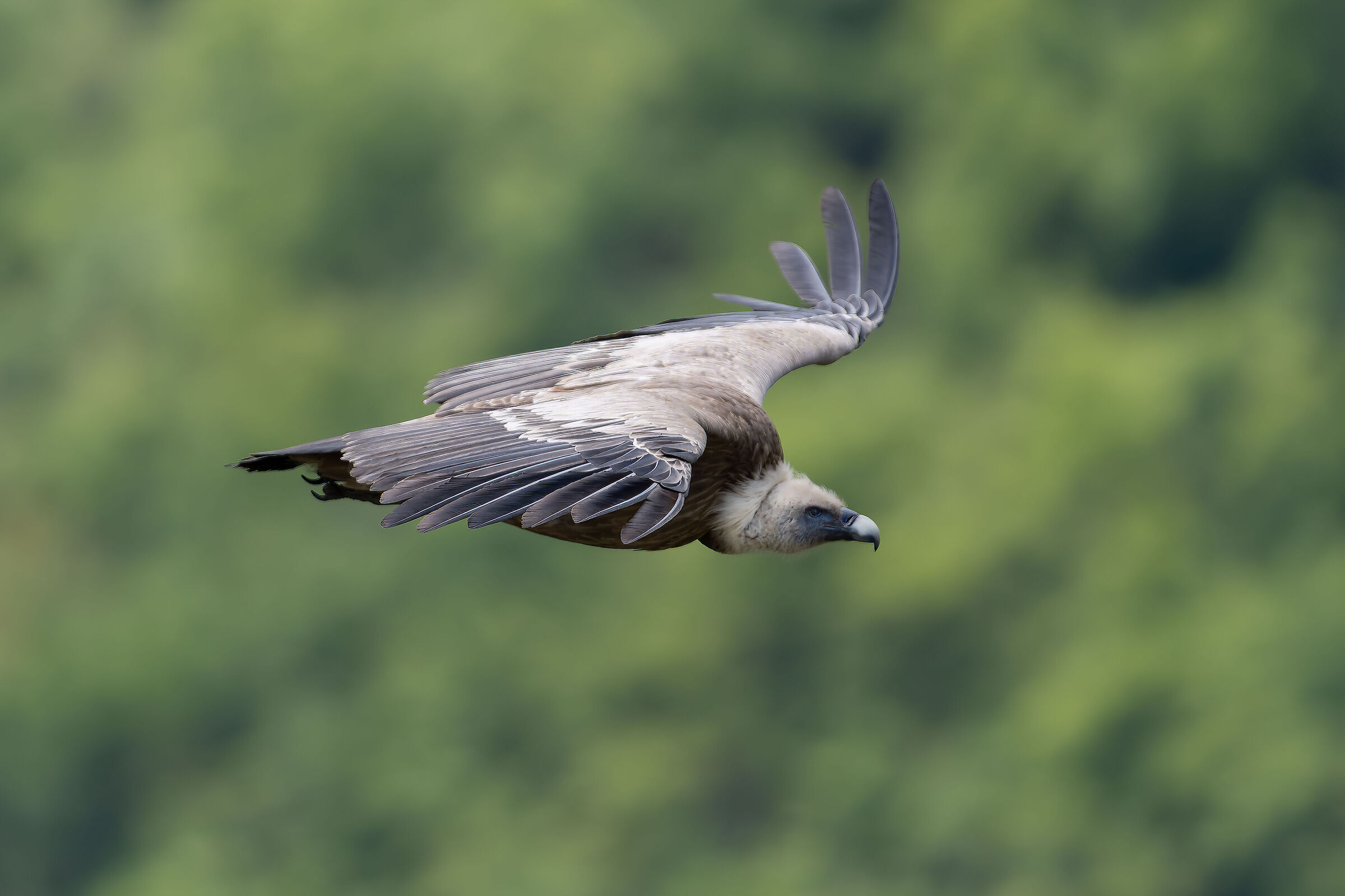 Griffin - Barronies Provencal