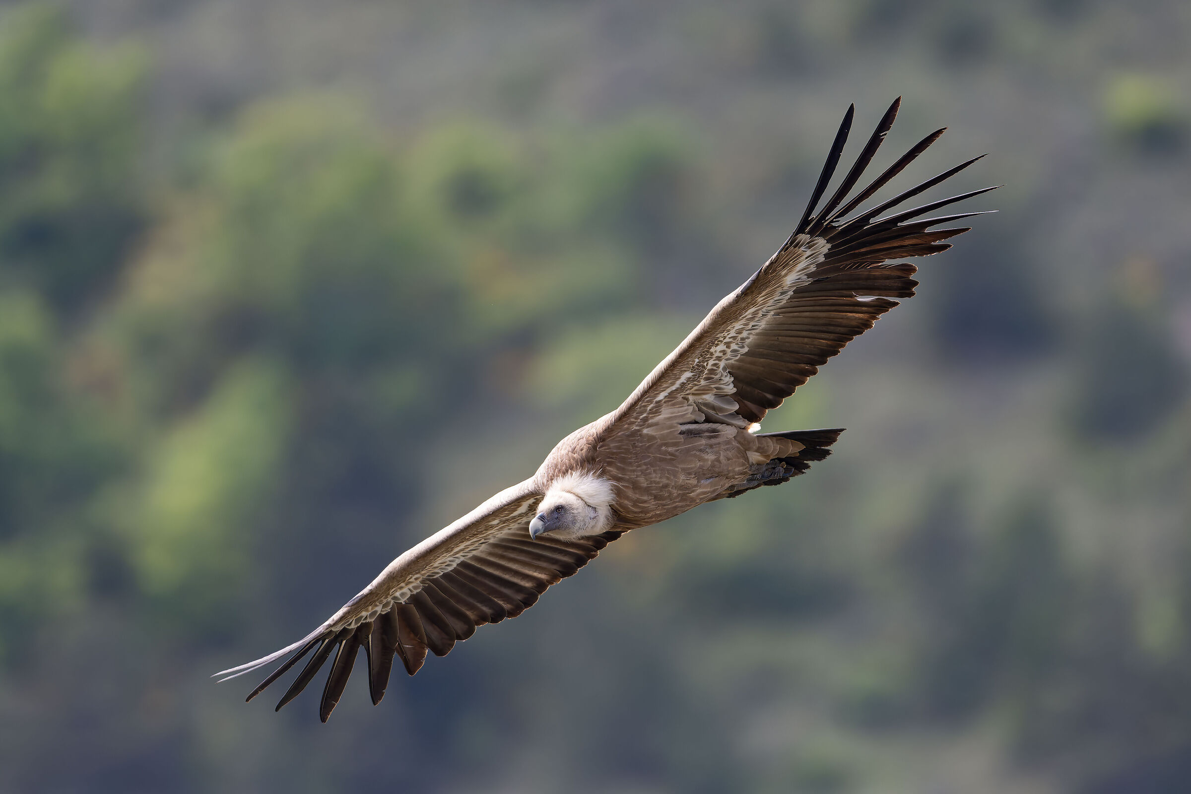 Griffin - Barronies Provencal