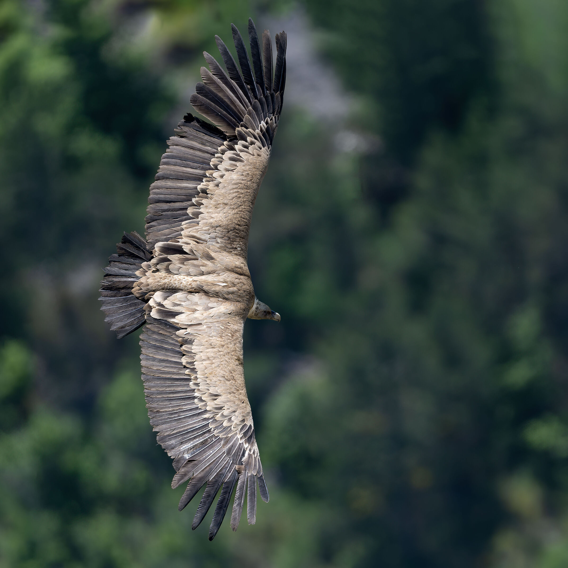 Griffin - Barronies Provencal