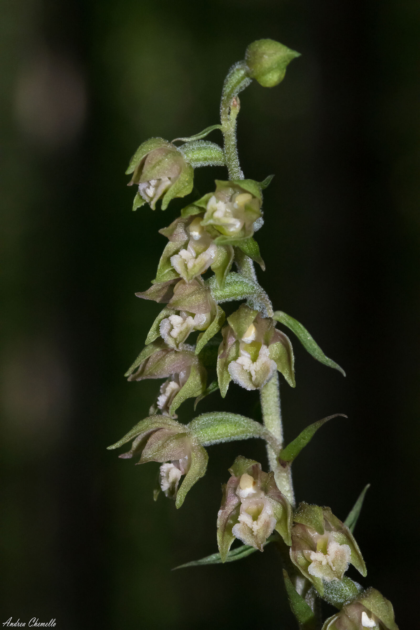 Epipactis microphylla