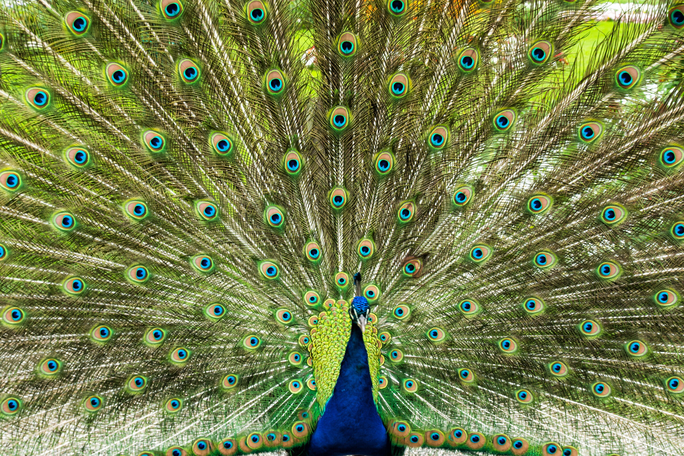 La bellezza del pavone