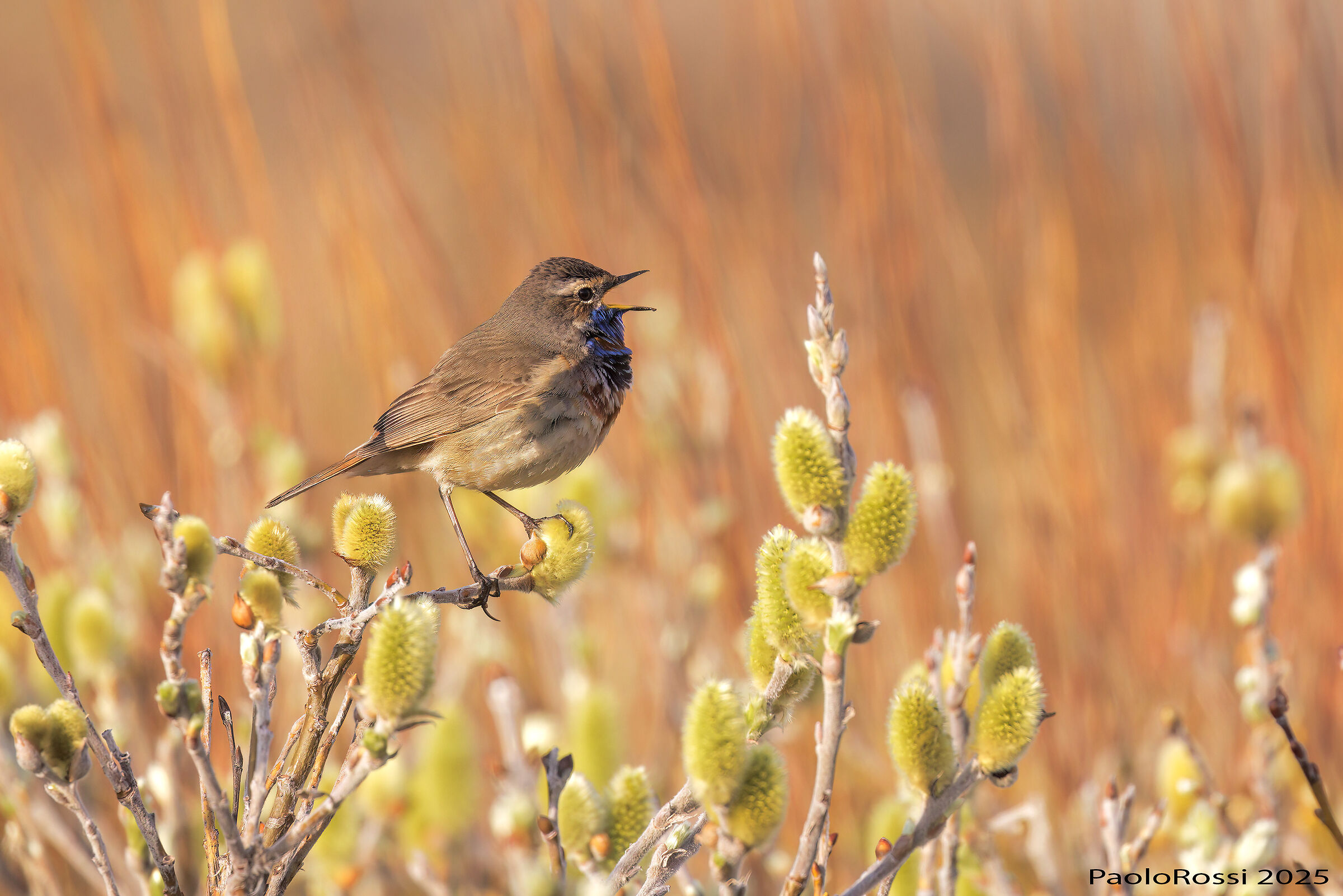 Singing Bluethroat...