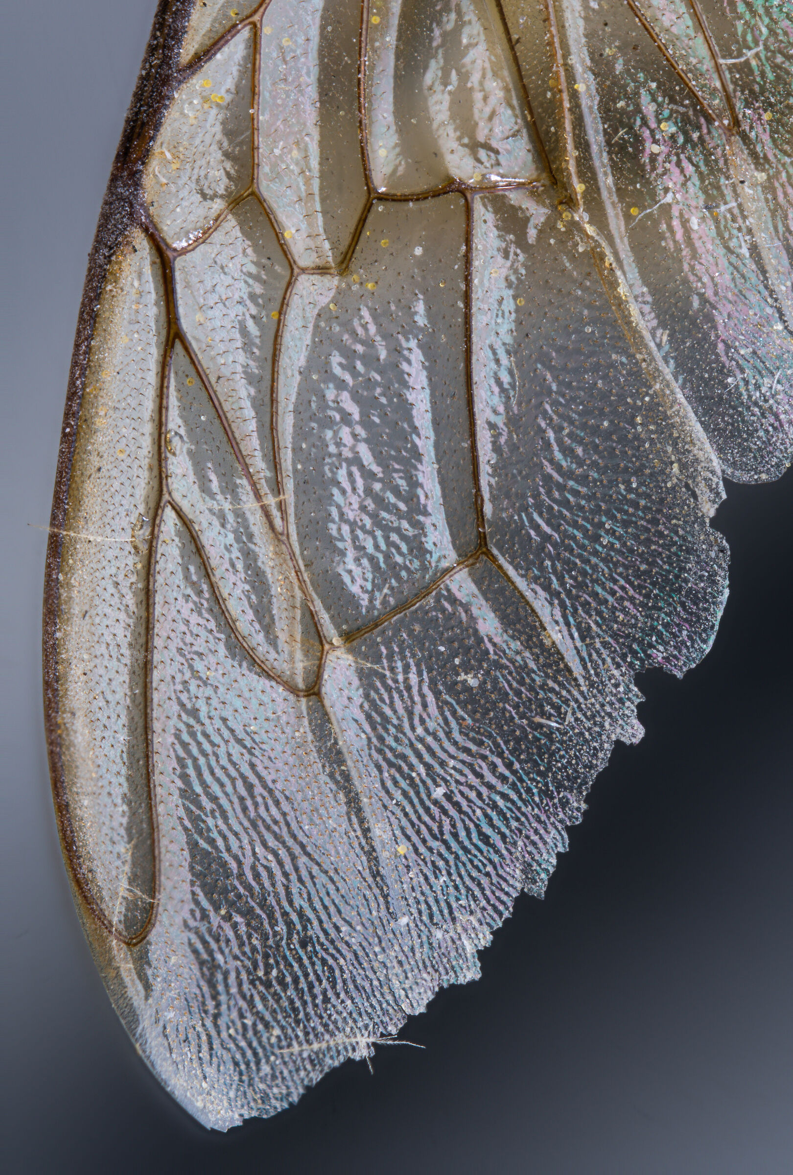 Dettaglio ala Apis mellifera