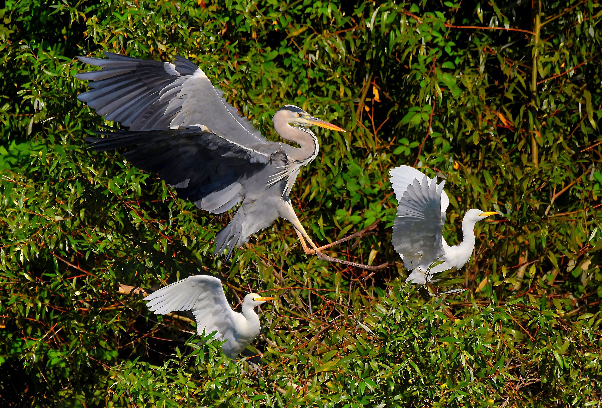 Cenerino e guardabuoi