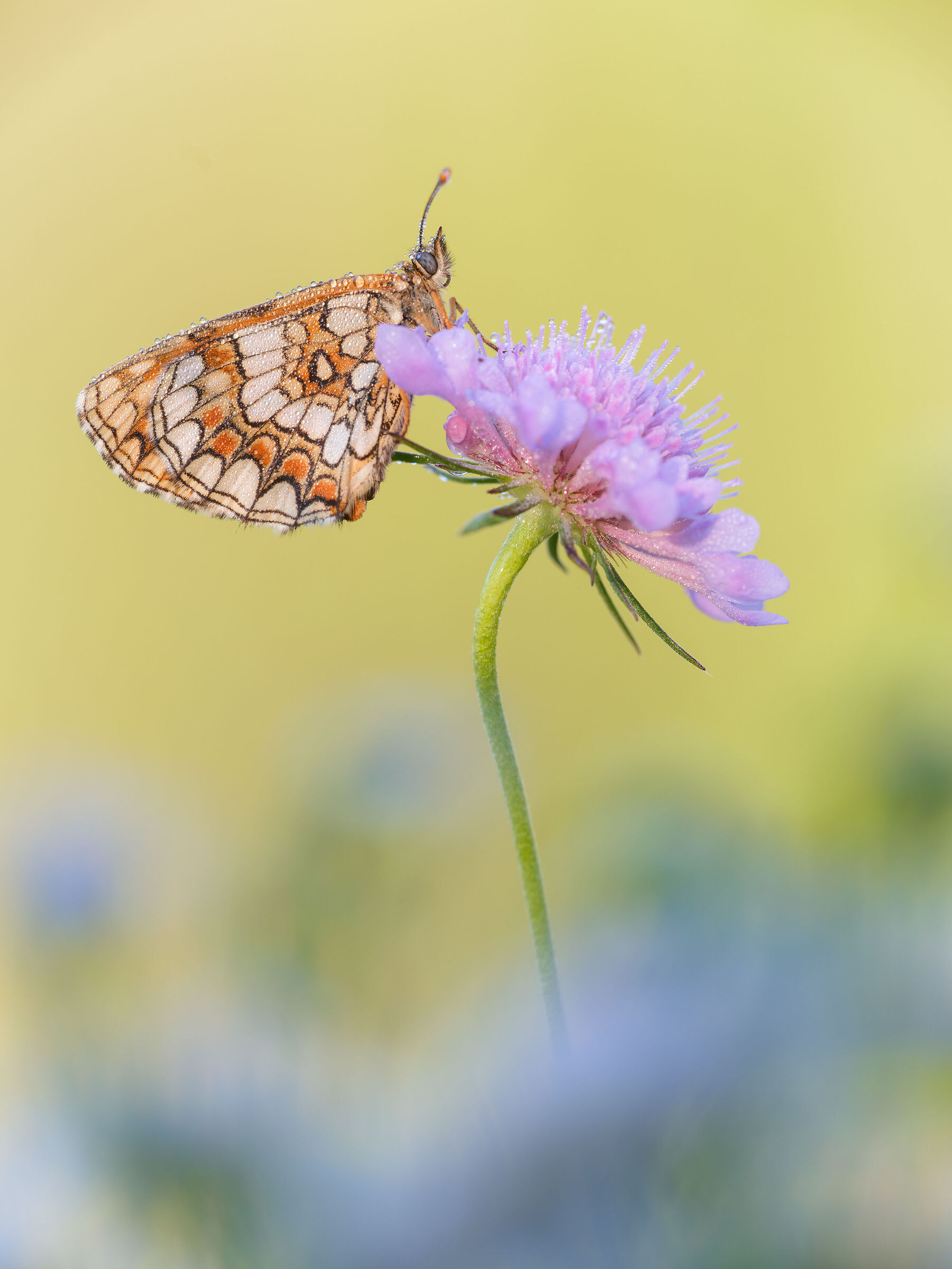 Melitaea athalia