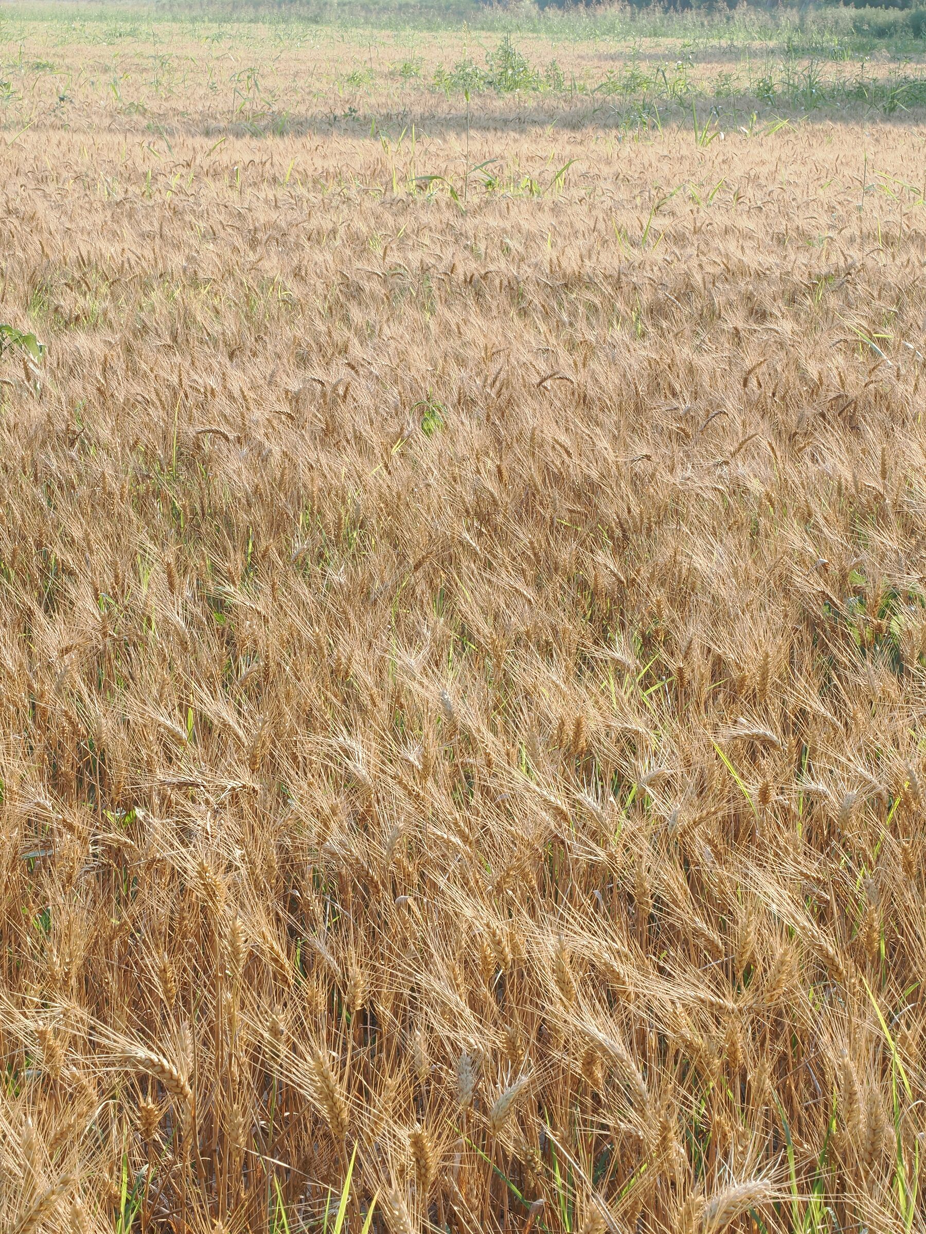 cresce e matura il grano cresce la gioventù