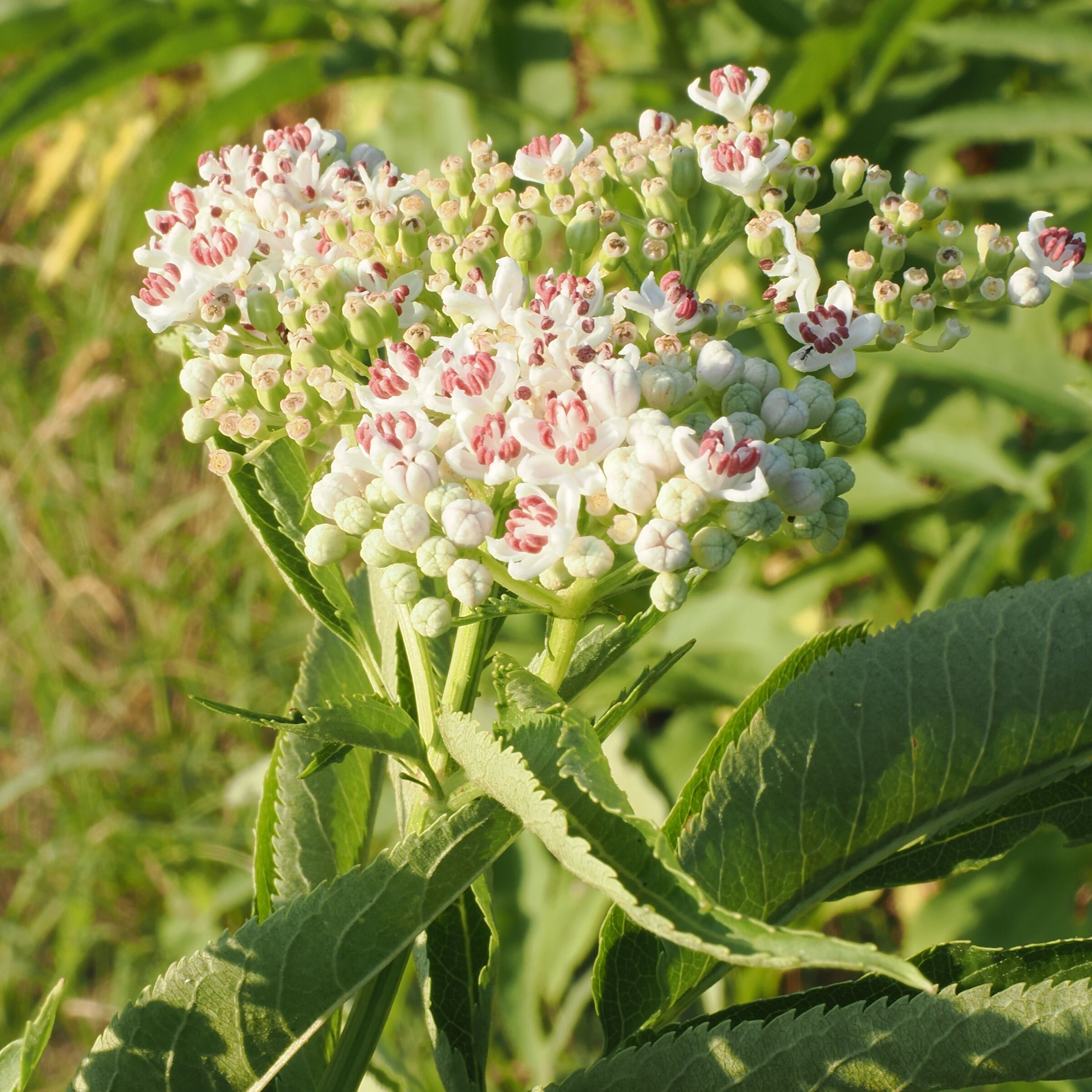 Sambucus ebulus