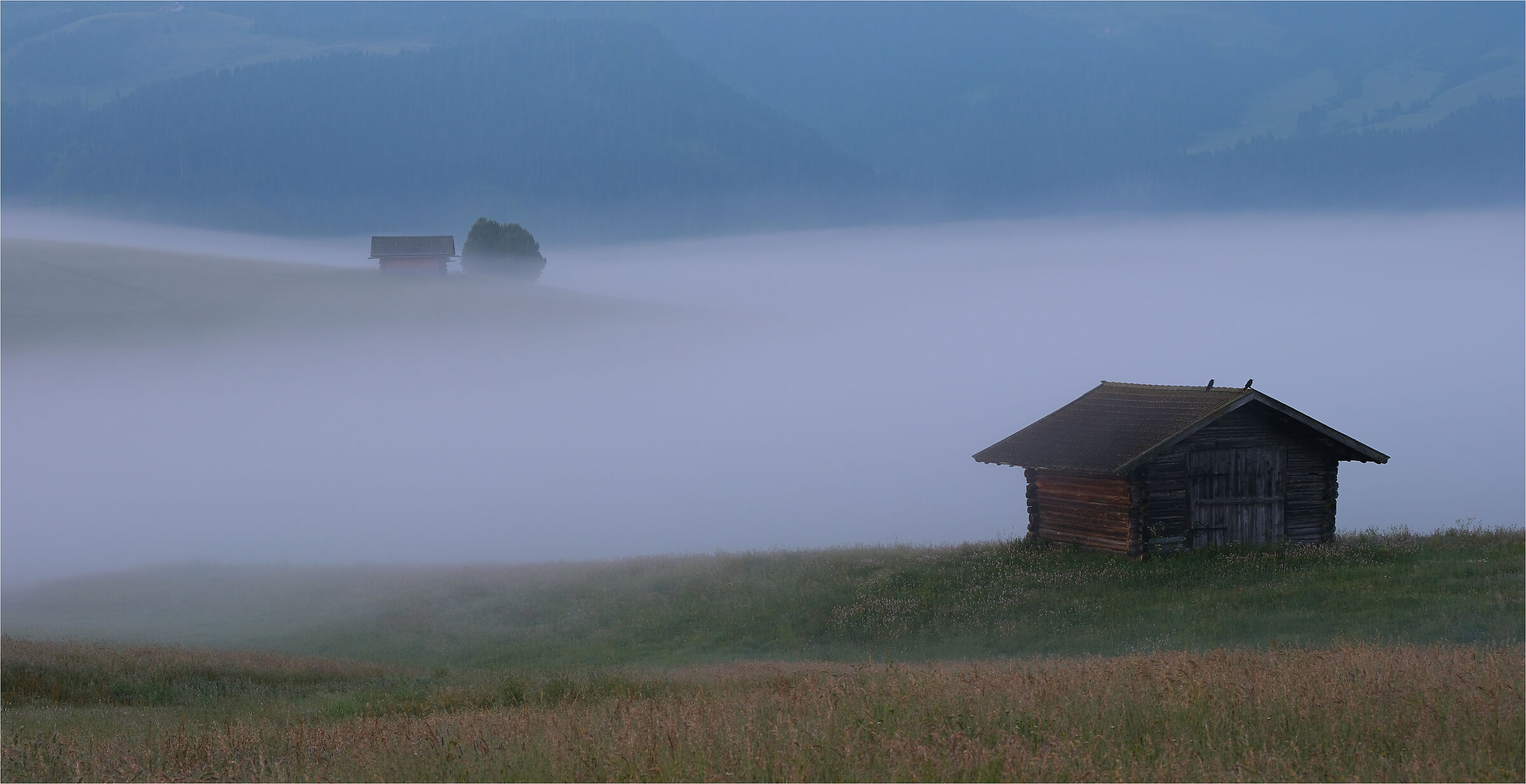 -mezzo alla nebbia-