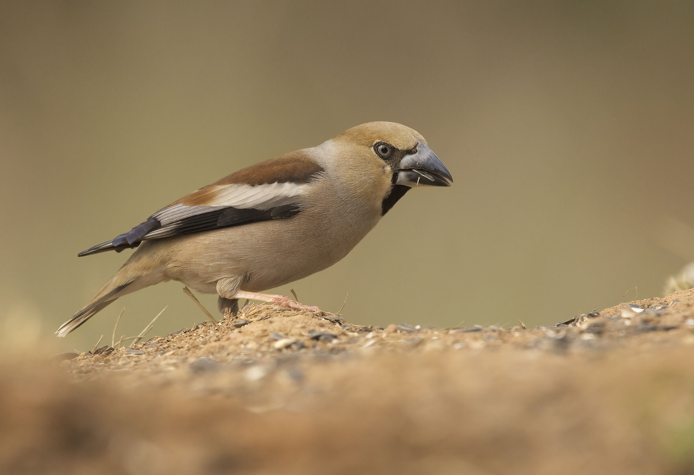 Andalusia, Spagna 2025