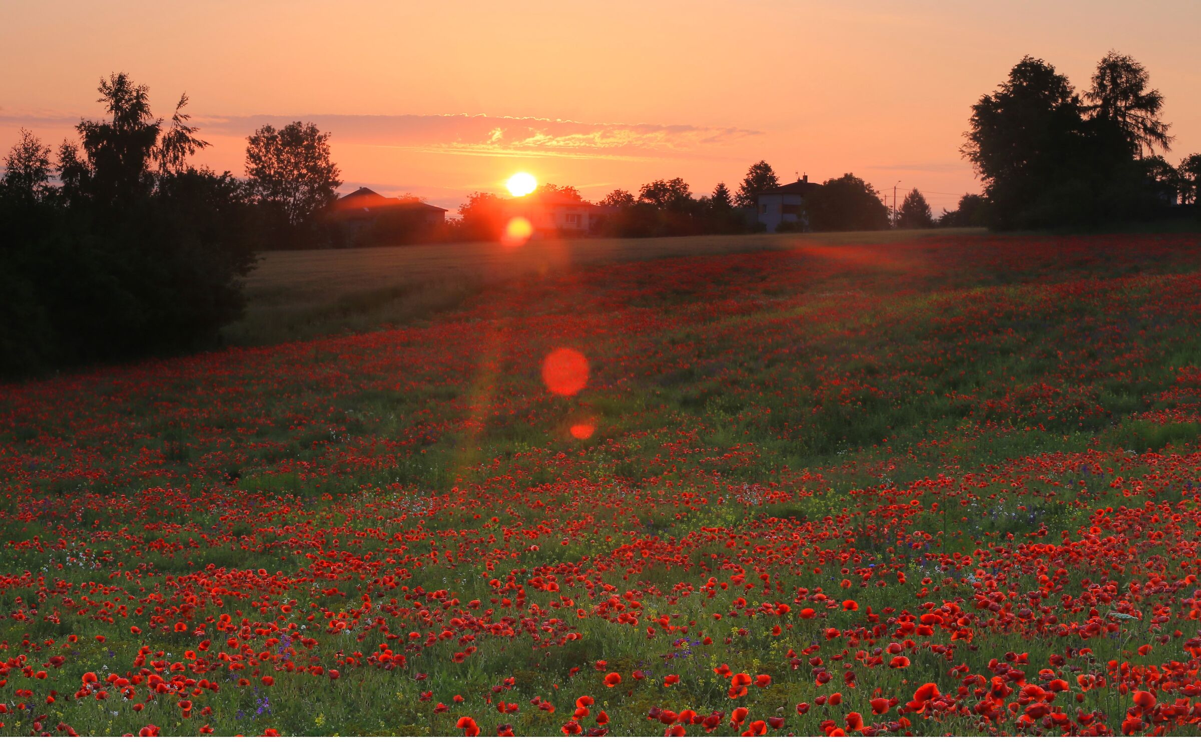 Sunrise over poppy fields