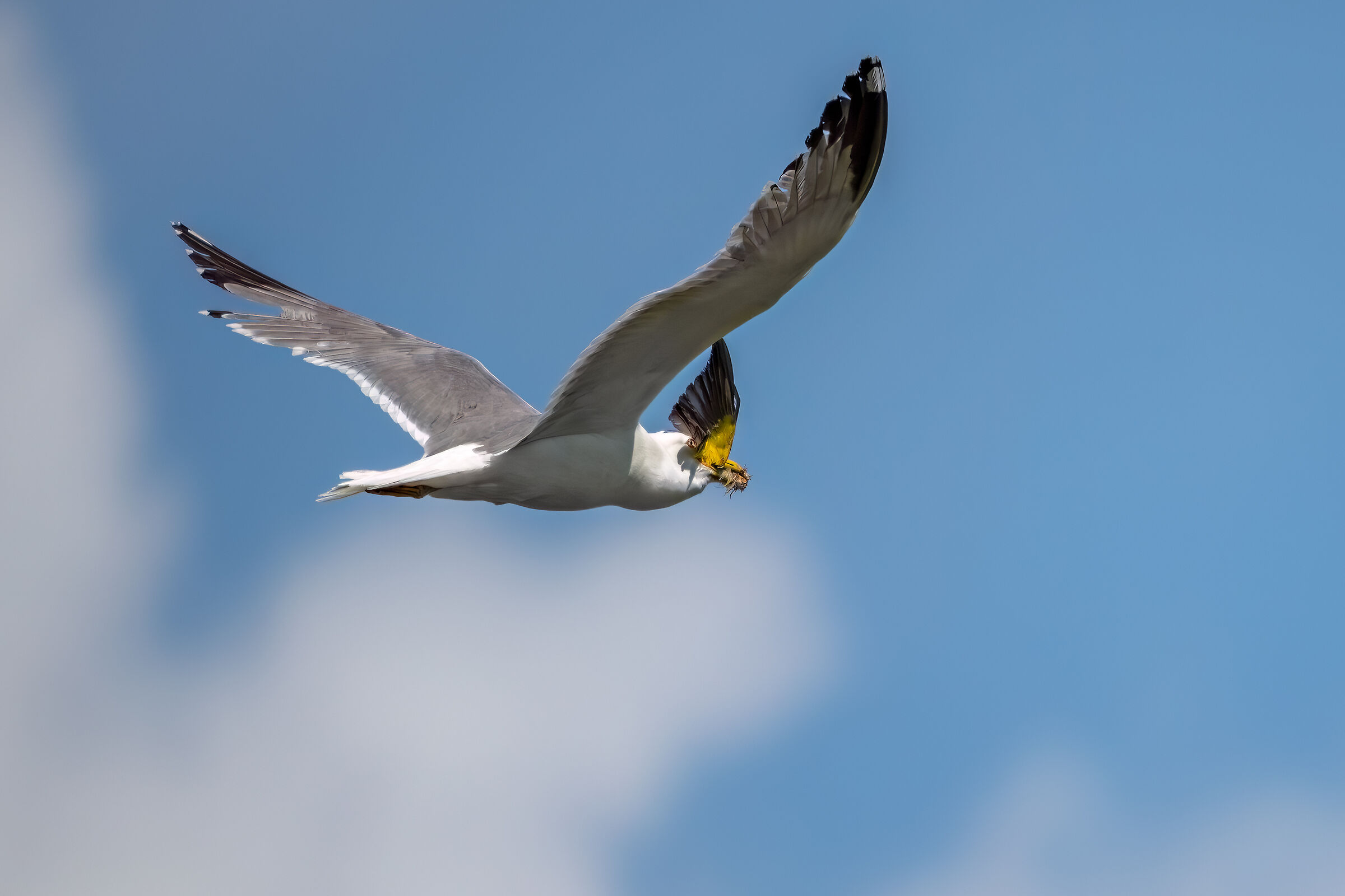 The predation of the herring gull