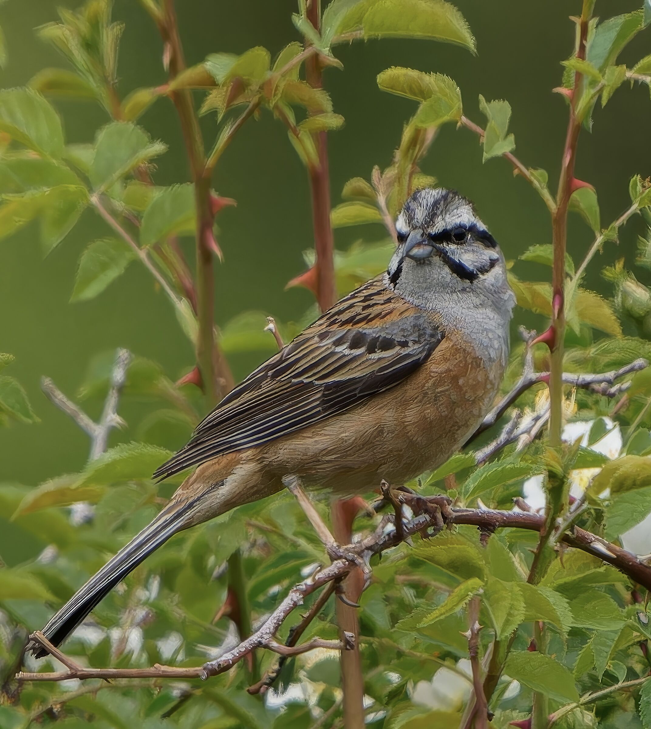 Muciatto Bunting
