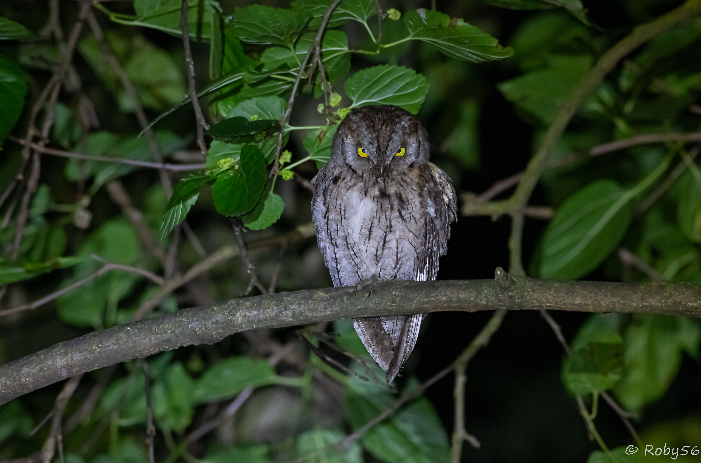 The little devil... Scops owl.