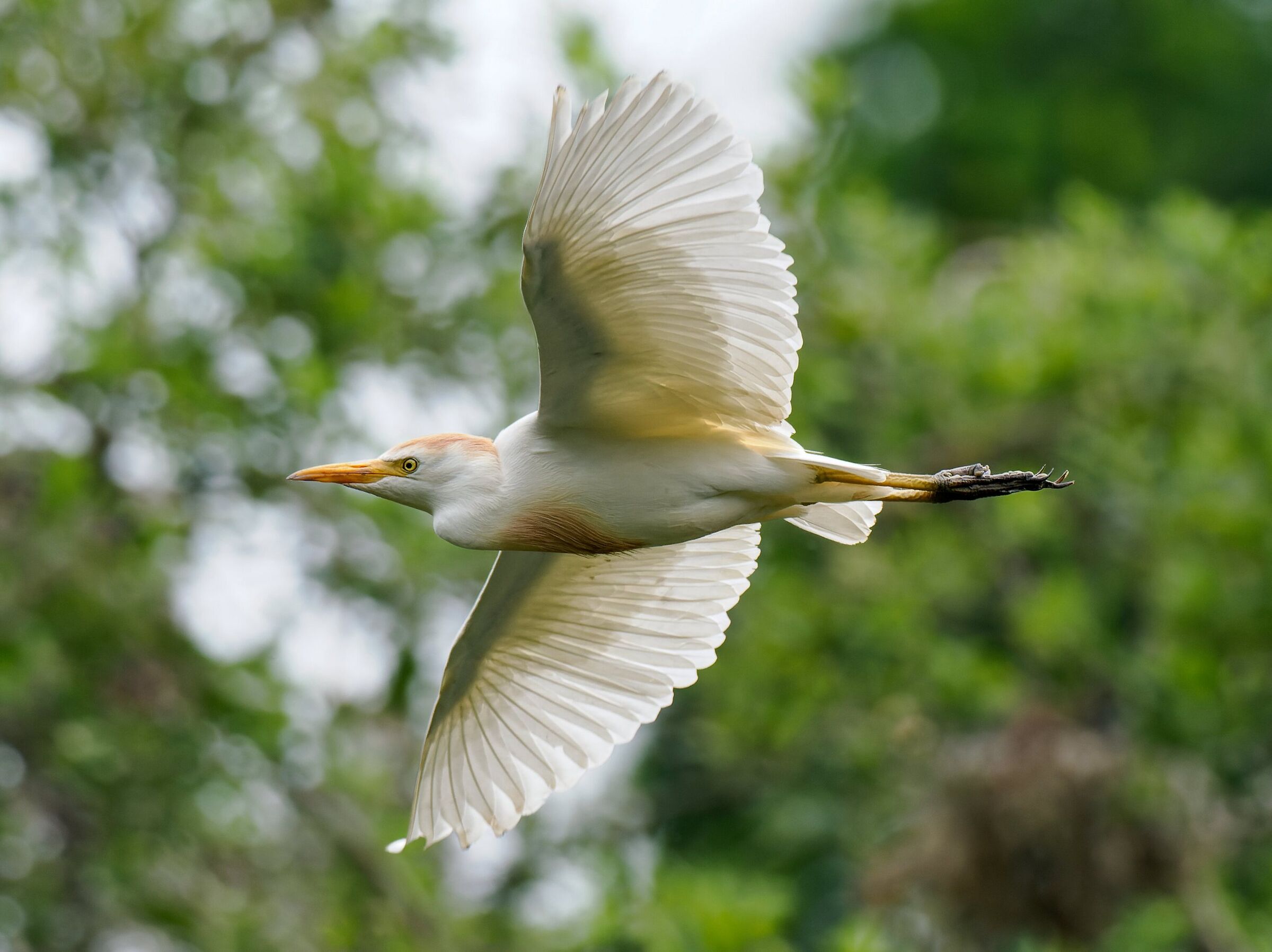 Cattle egret