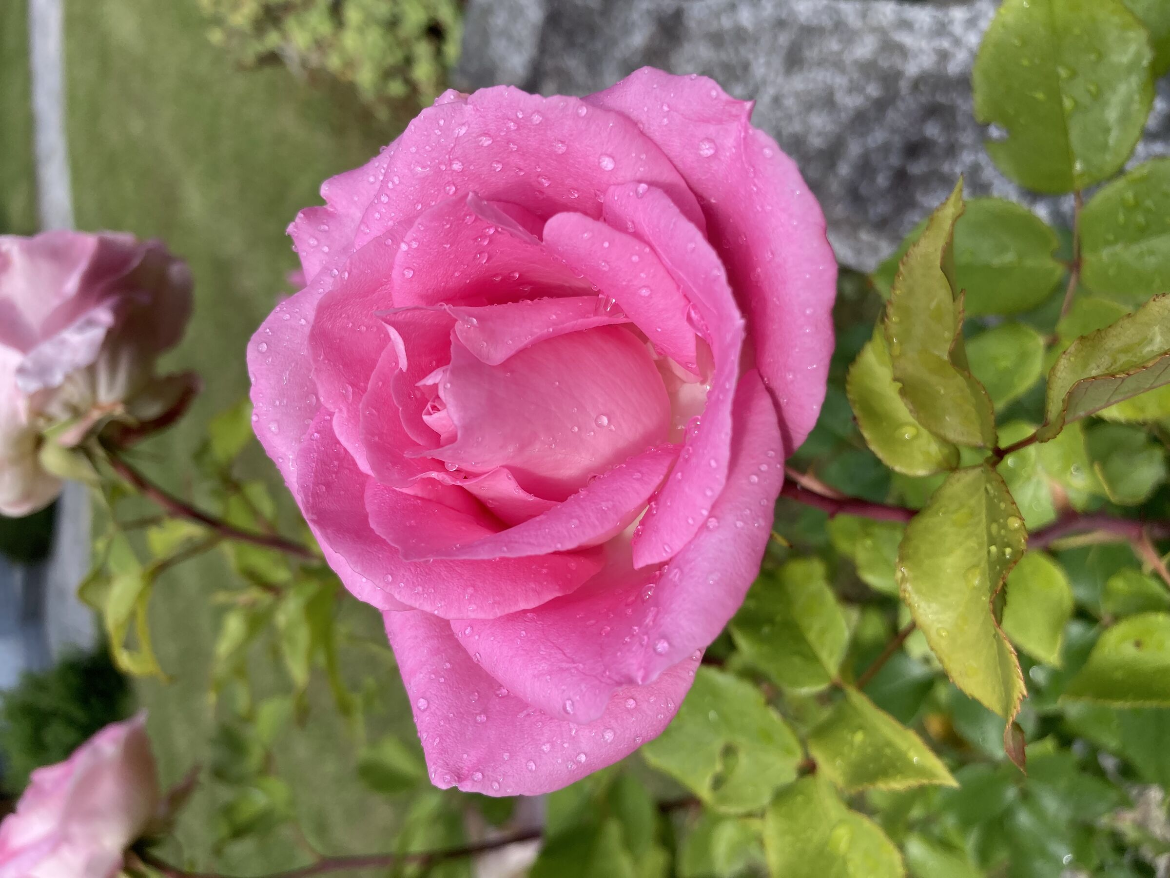 Rosa rosa