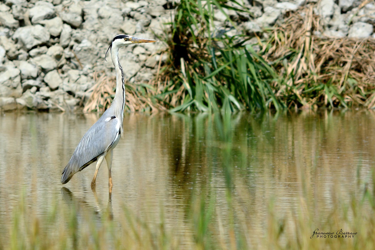 Grey Heron