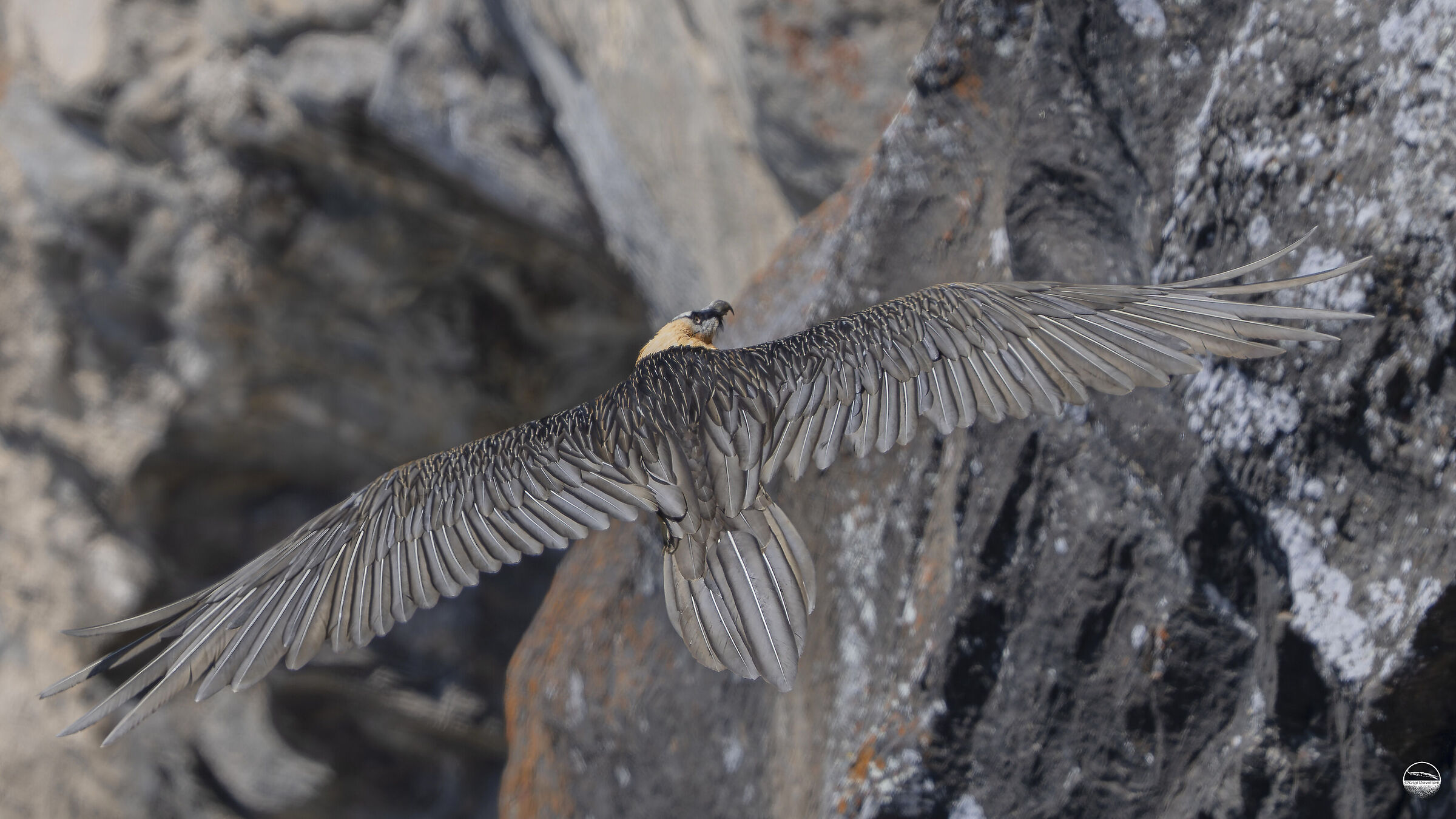 Bearded vulture