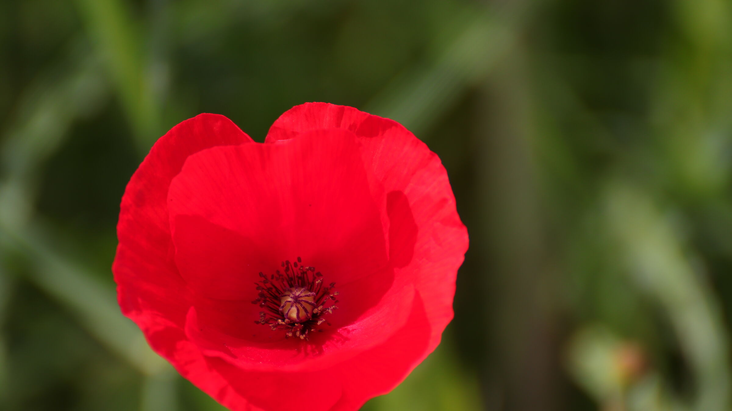 poppy