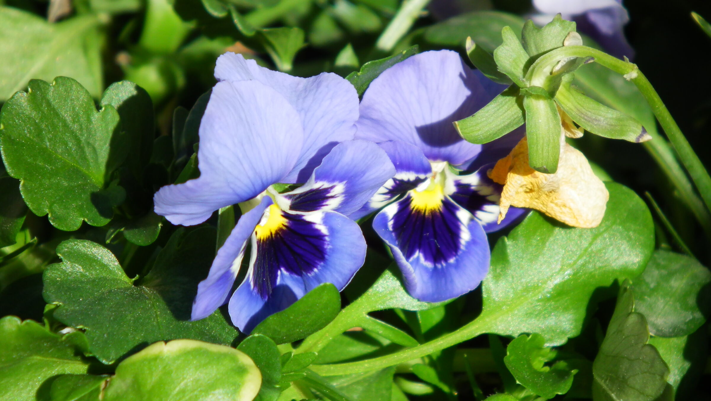 violet