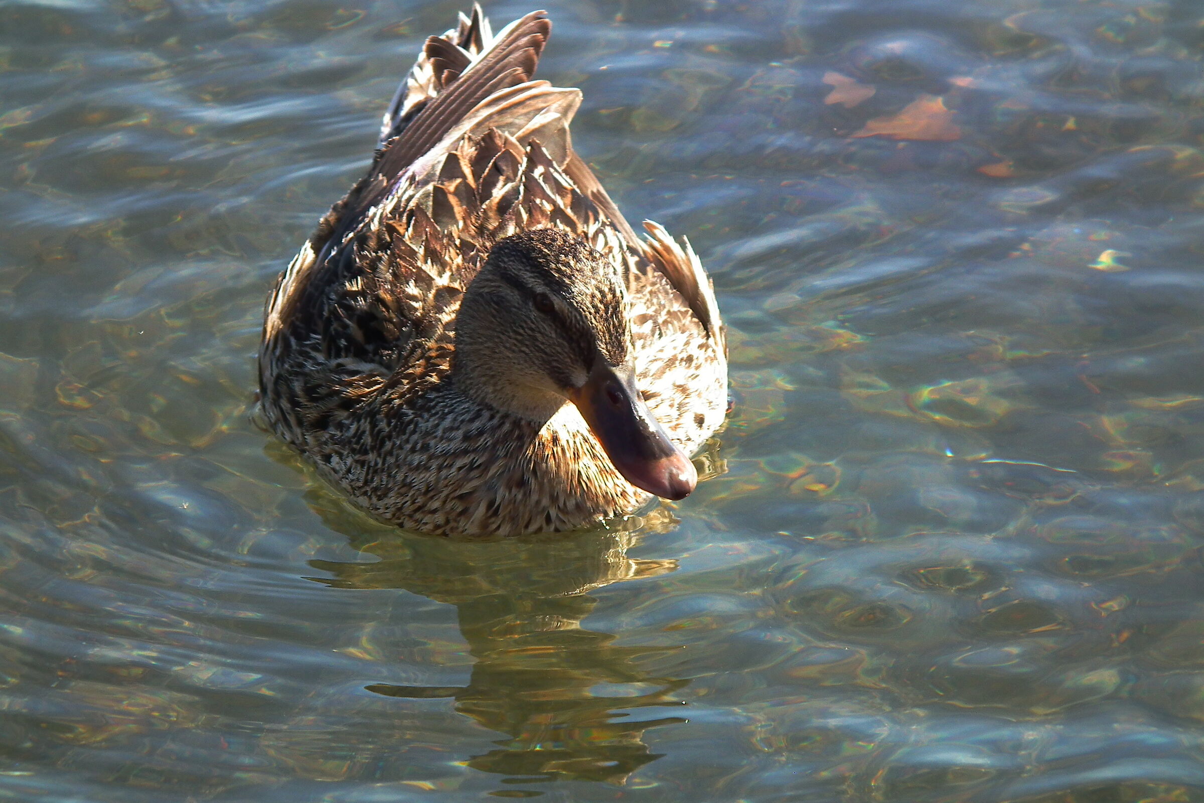 Duck (Mallard)