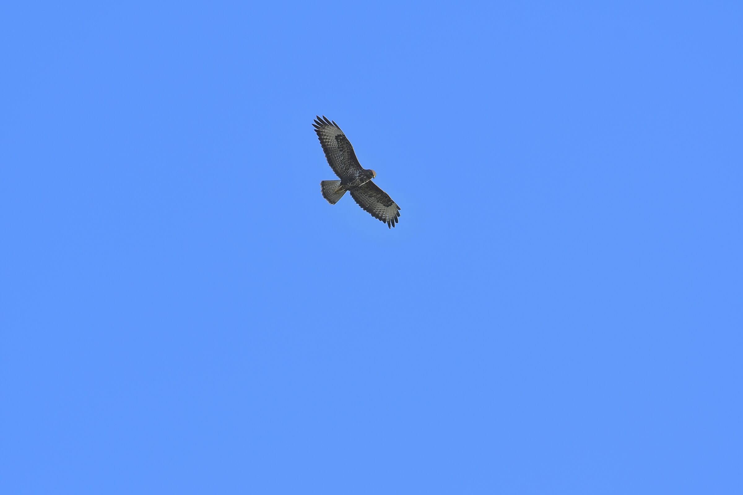 Poiana (Buteo buteo)