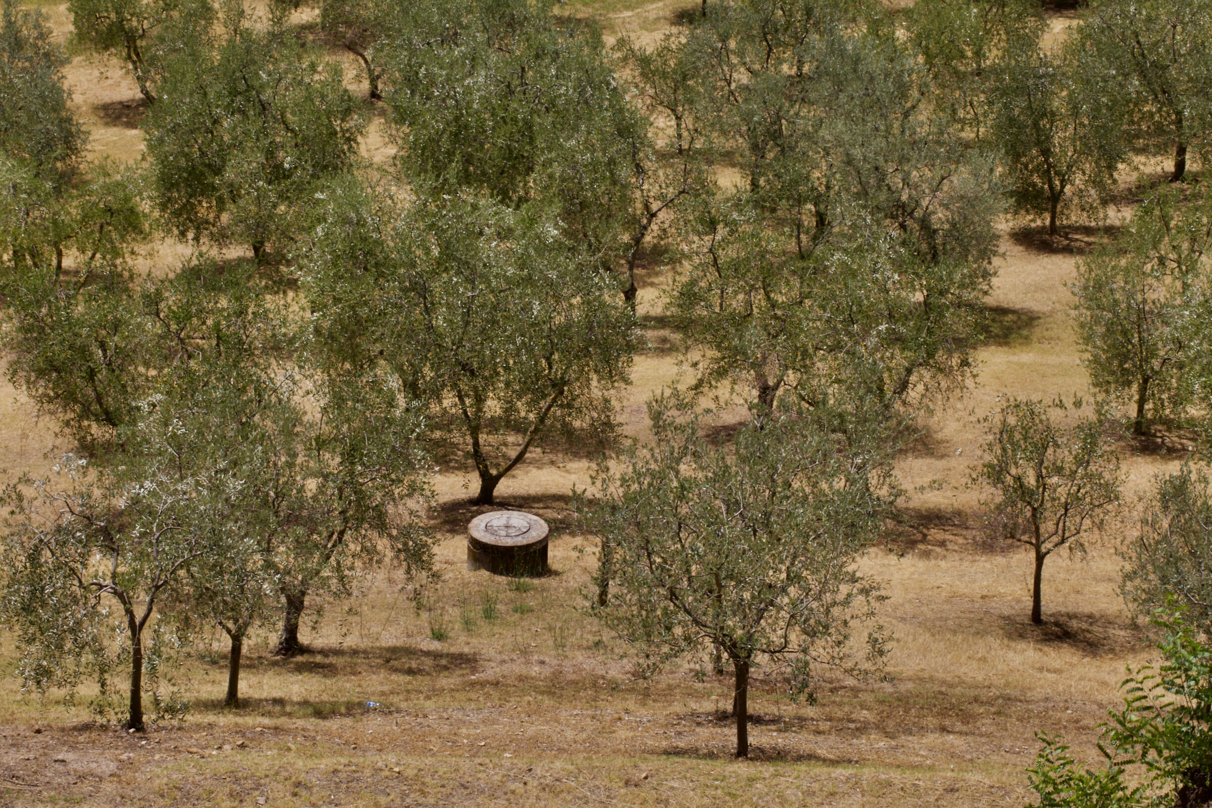 tra gli Olivi