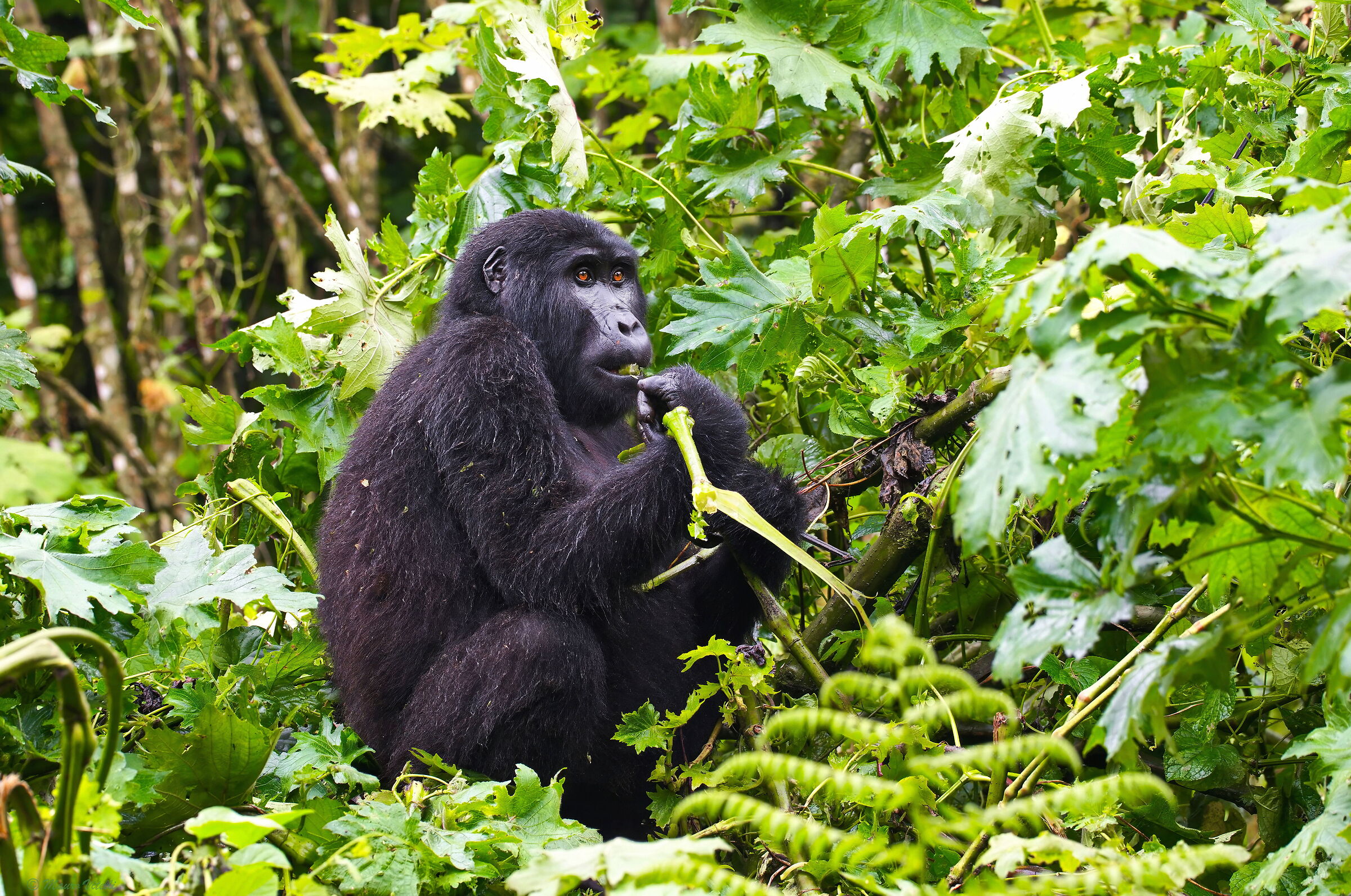 An hour spent with them... Bwindi NP (Uganda)