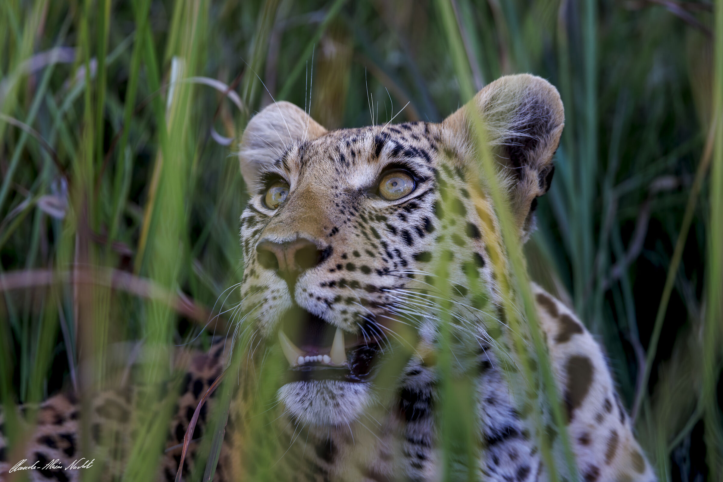 Female leopard in the grass