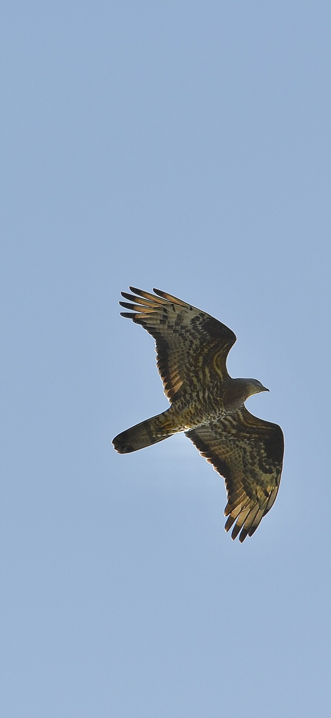 Falco pecchiaiolo (Pernis apivorus)