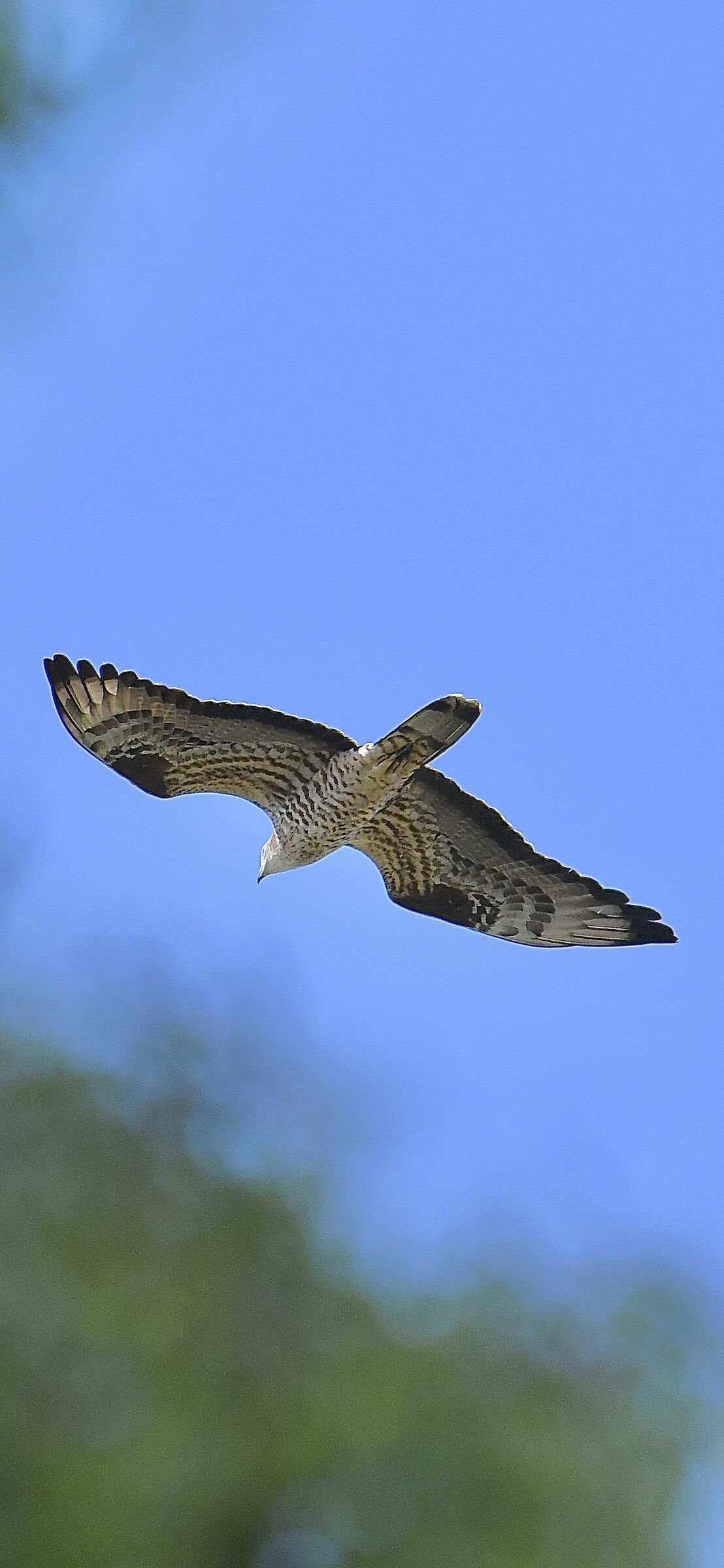 Falco pecchiaiolo (Pernis apivorus)