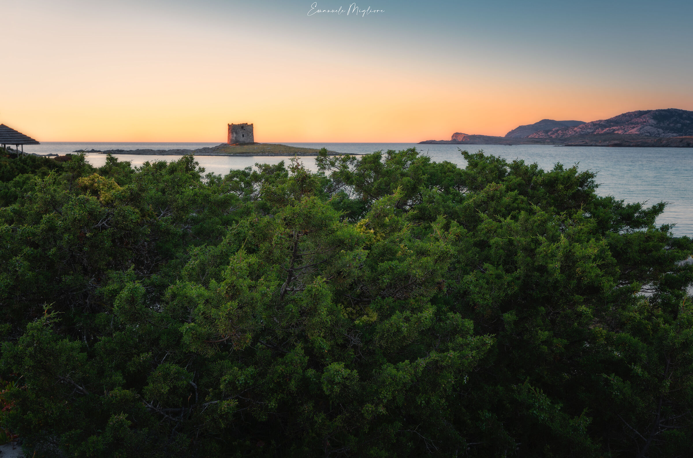 Da dietro le frasche