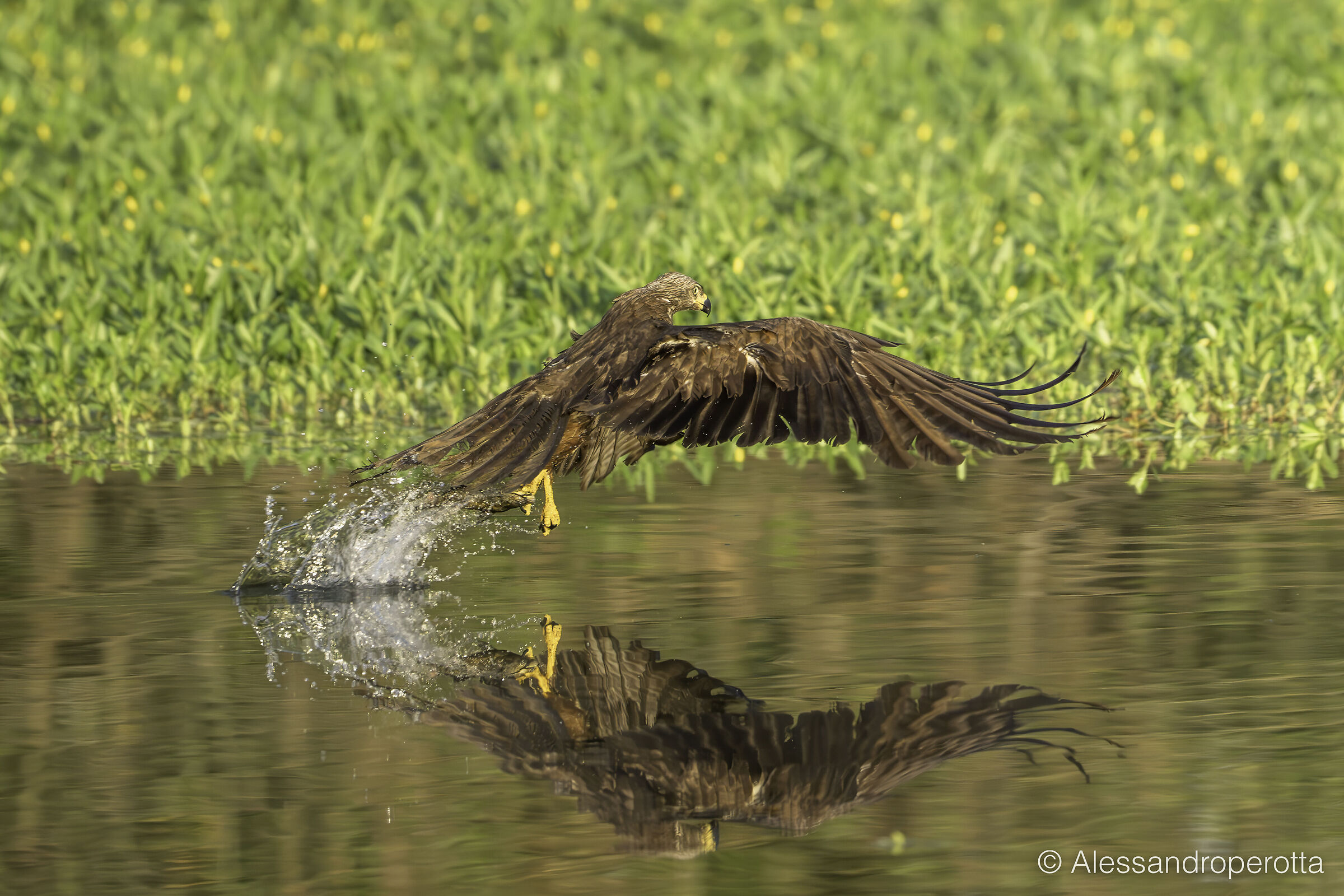 Milvus migrans