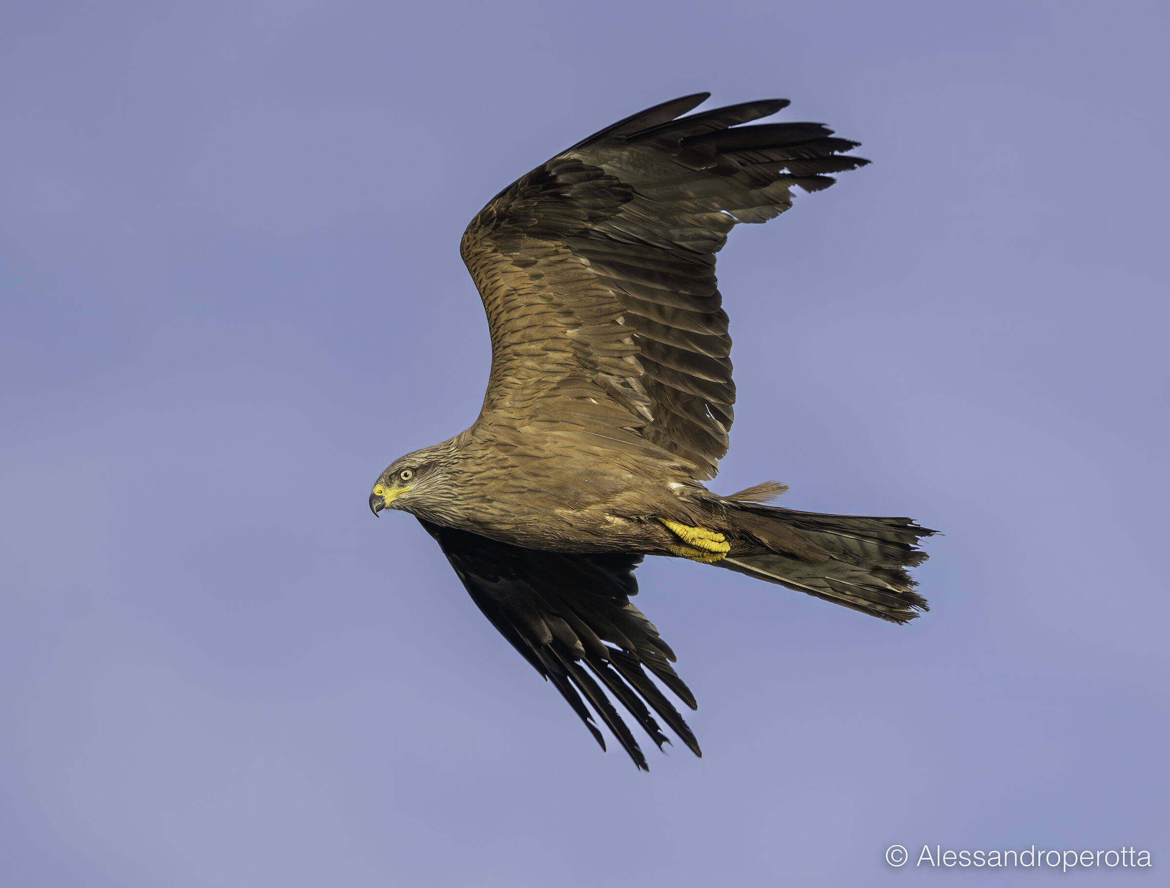 Milvus migrans