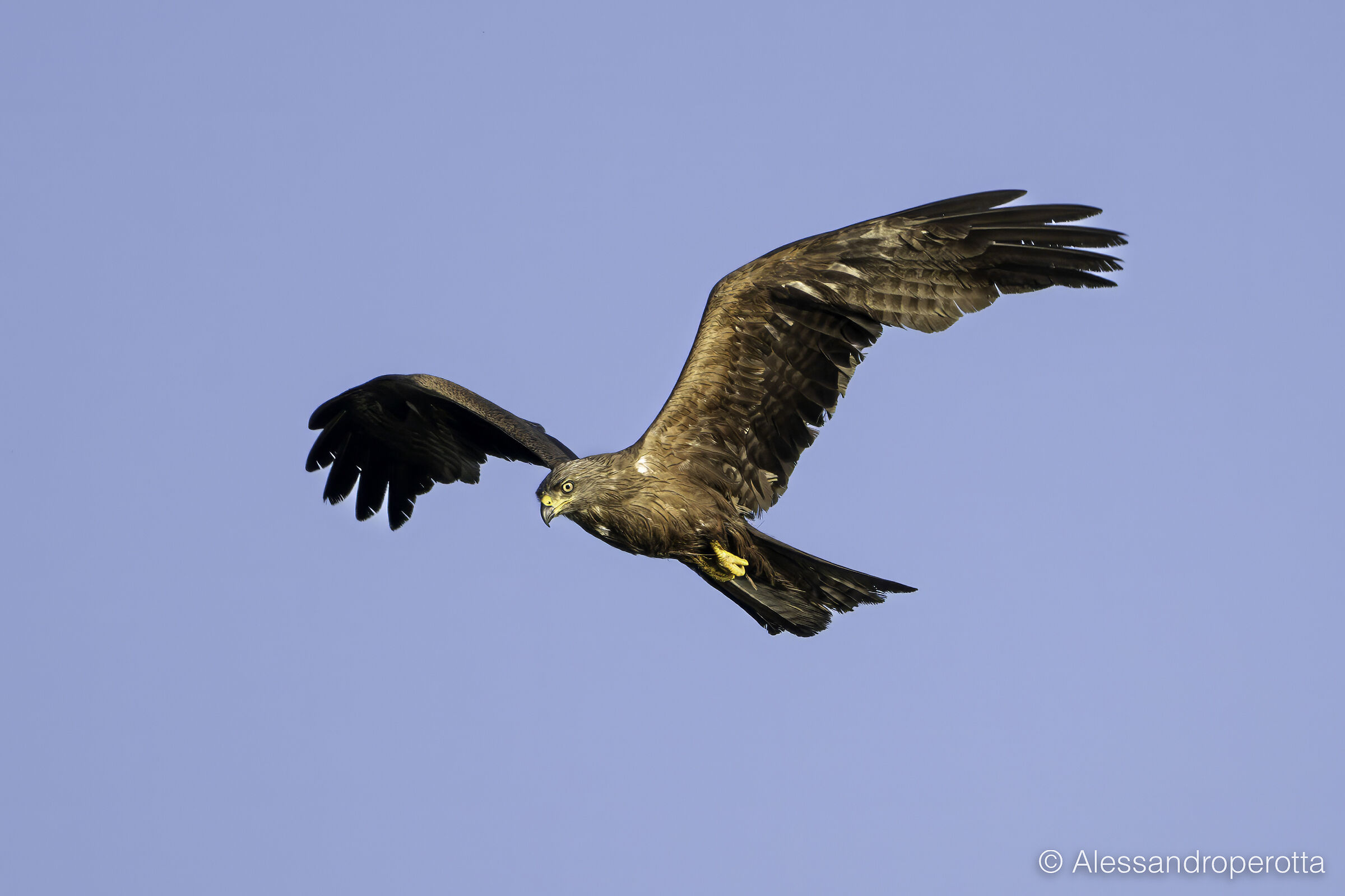 Milvus migrans