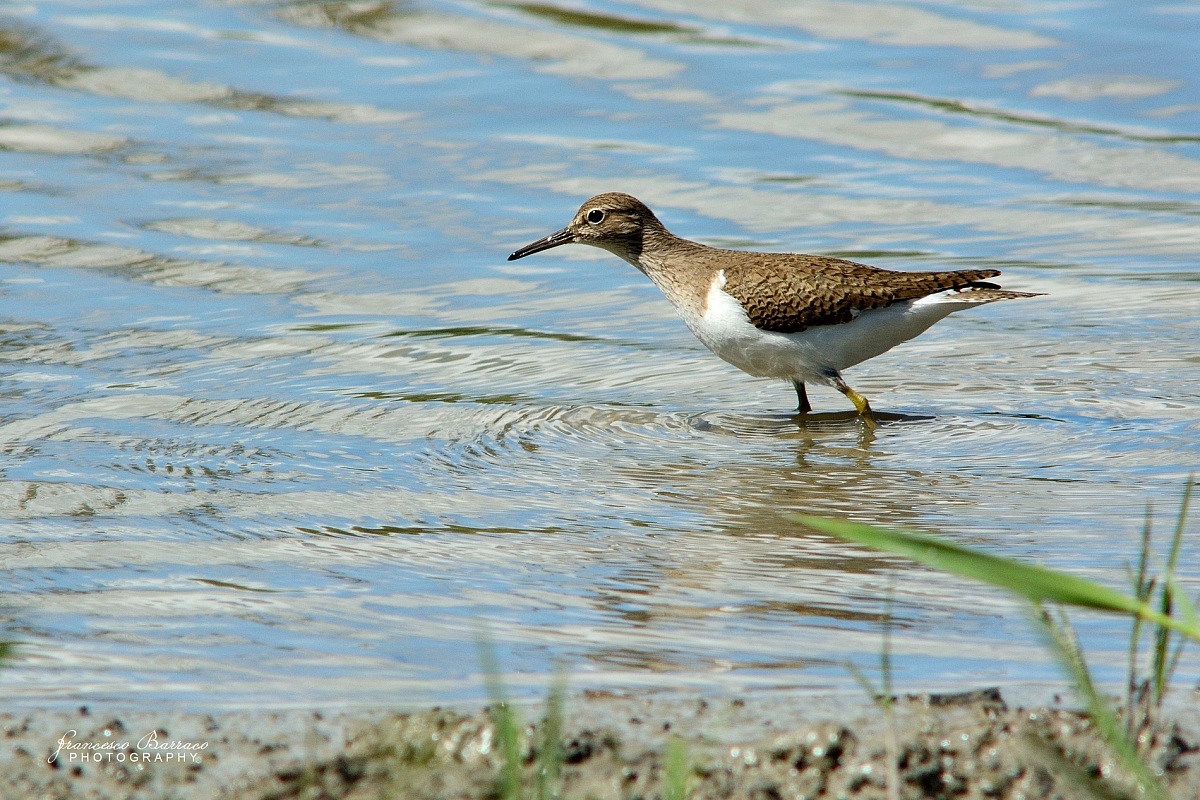 Wood Sandpiper
