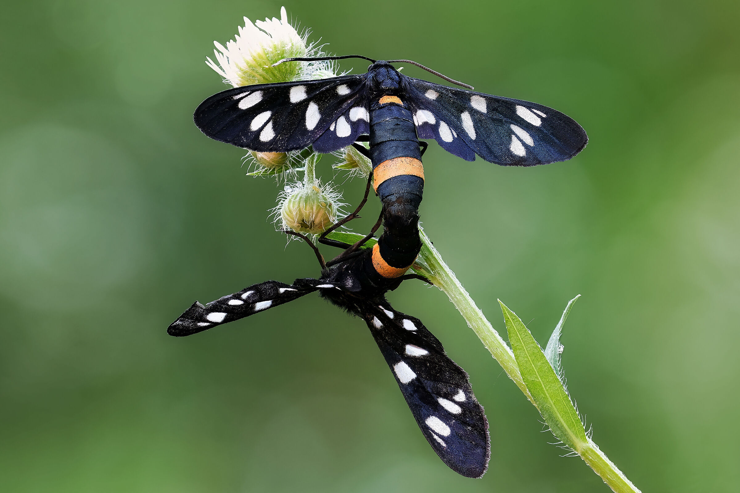 Amata phegea